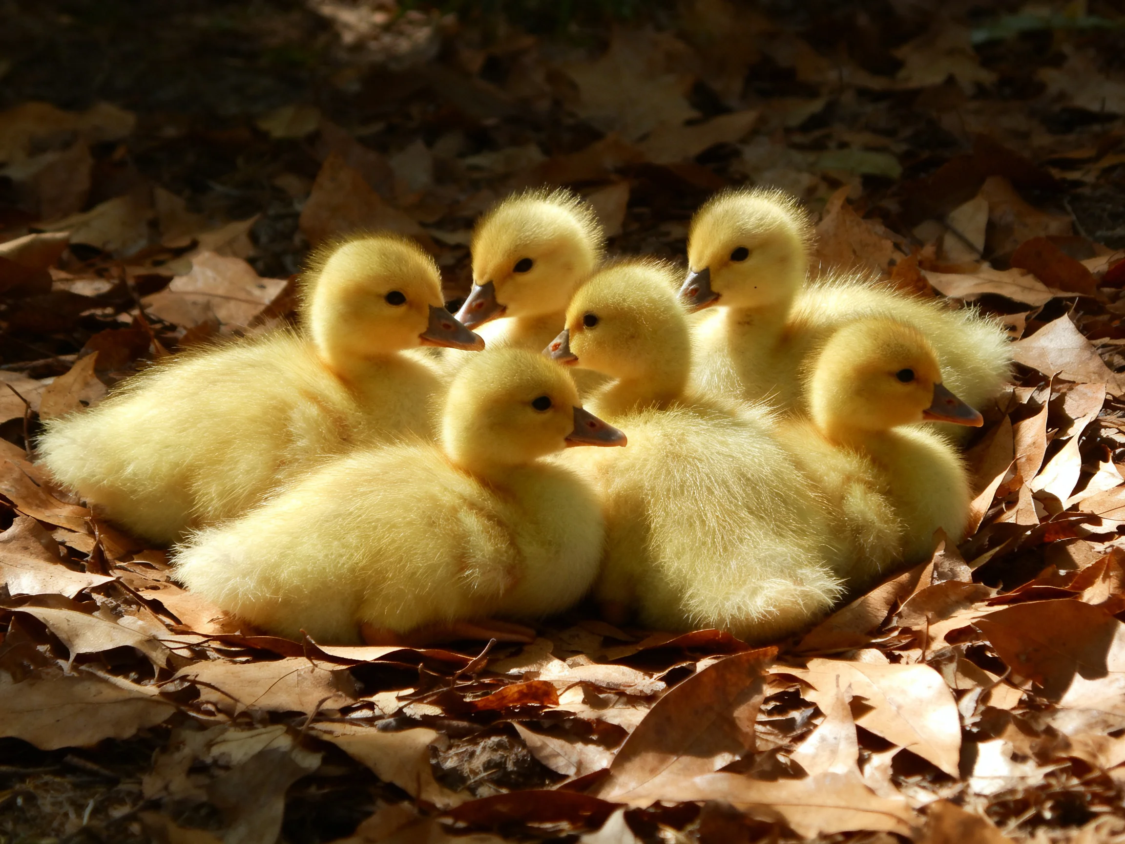 Six fluffy yellow ducklings huddled among dry brown autumn leaves
