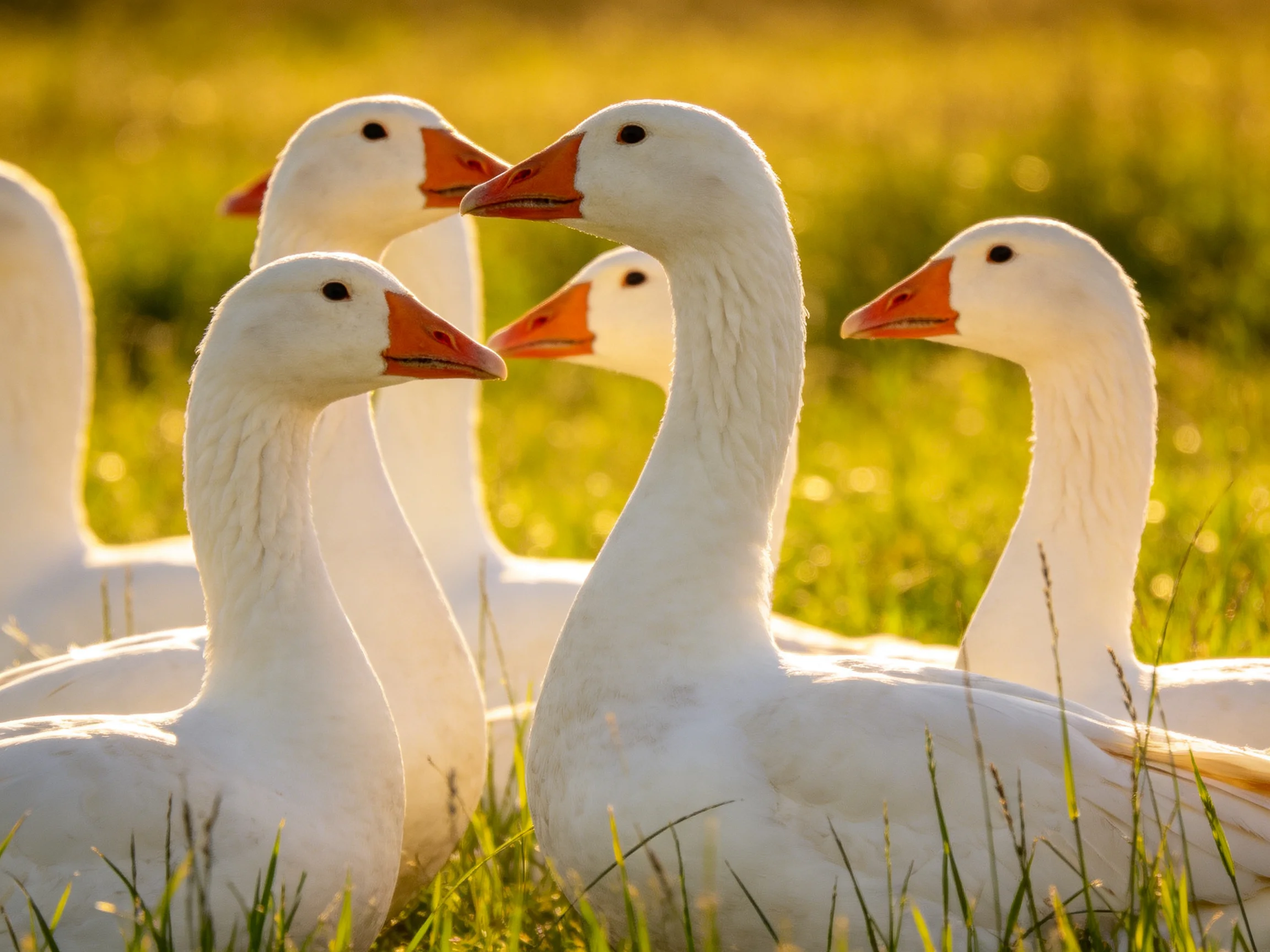 Six white geese with orange beaks gather closely in a sunlit grassy field