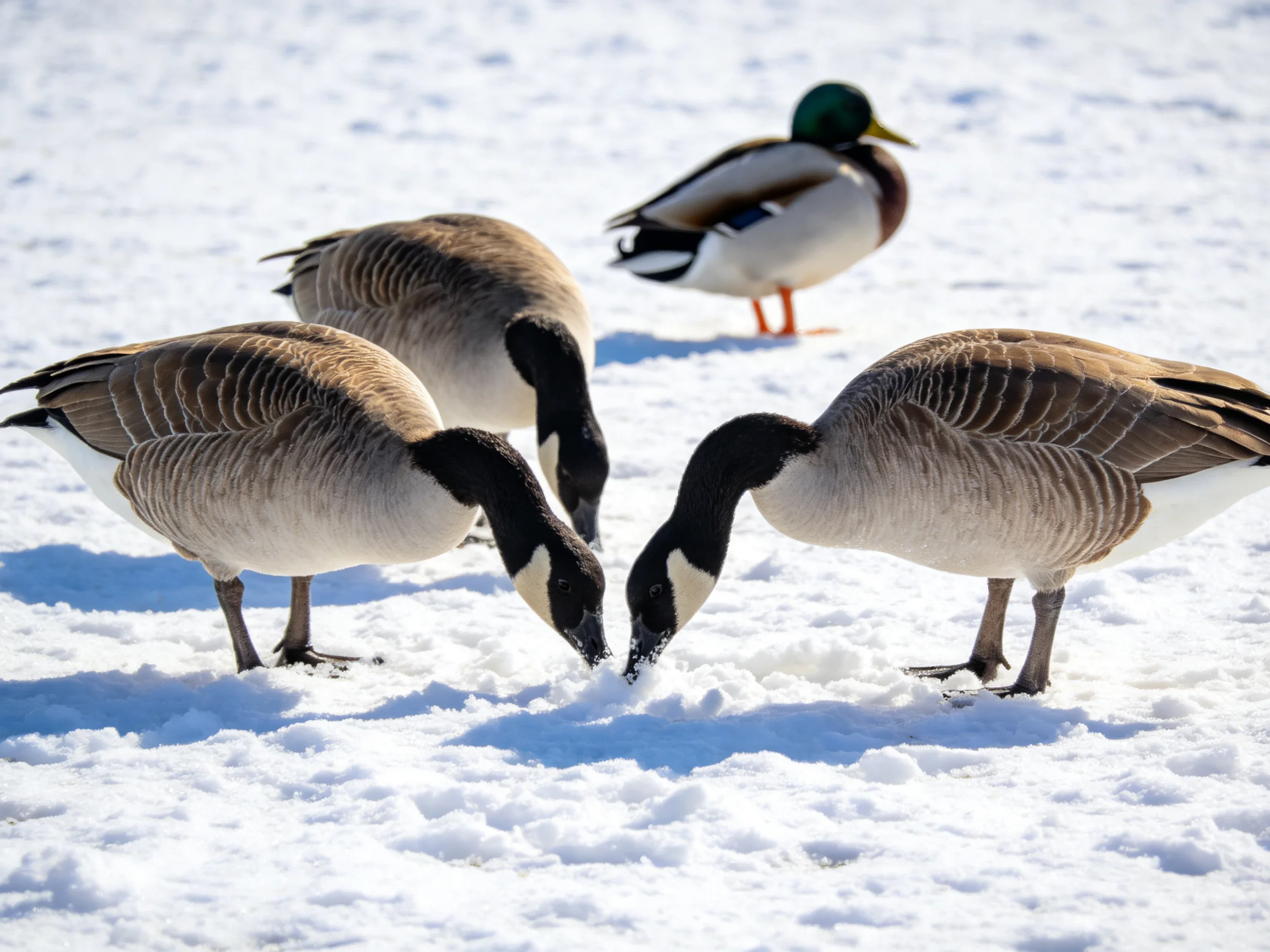 Three Canada geese foraging with a mallard duck on snowy landscape