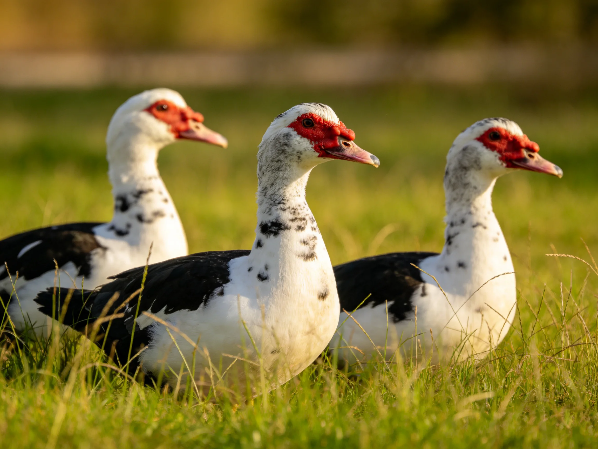 Three Muscovy Ducks with Red Faces Resting in Lush Green Grass