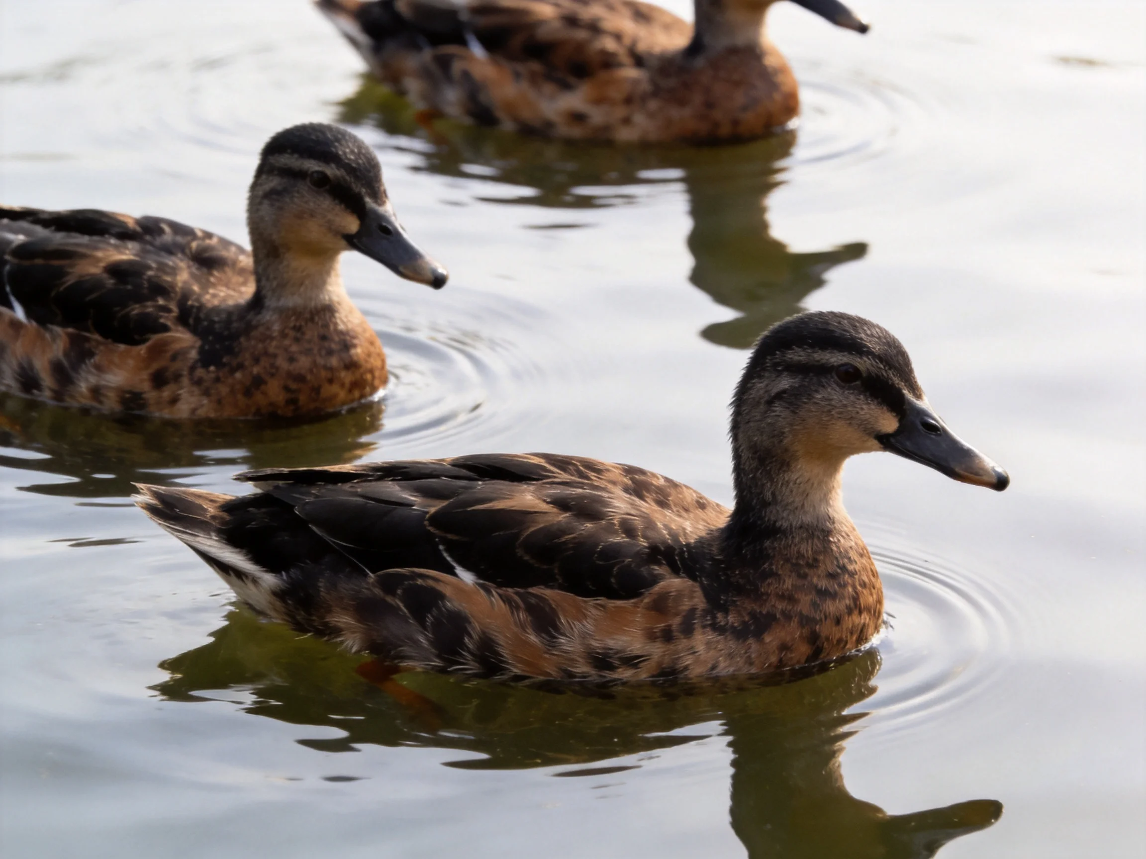 Three brown and black ducks swimming in calm water
