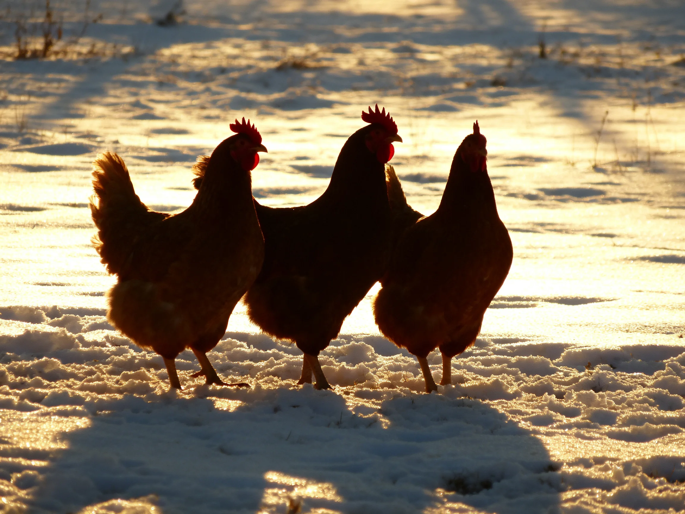 Three brown chickens walking through glistening snowy field during golden hour