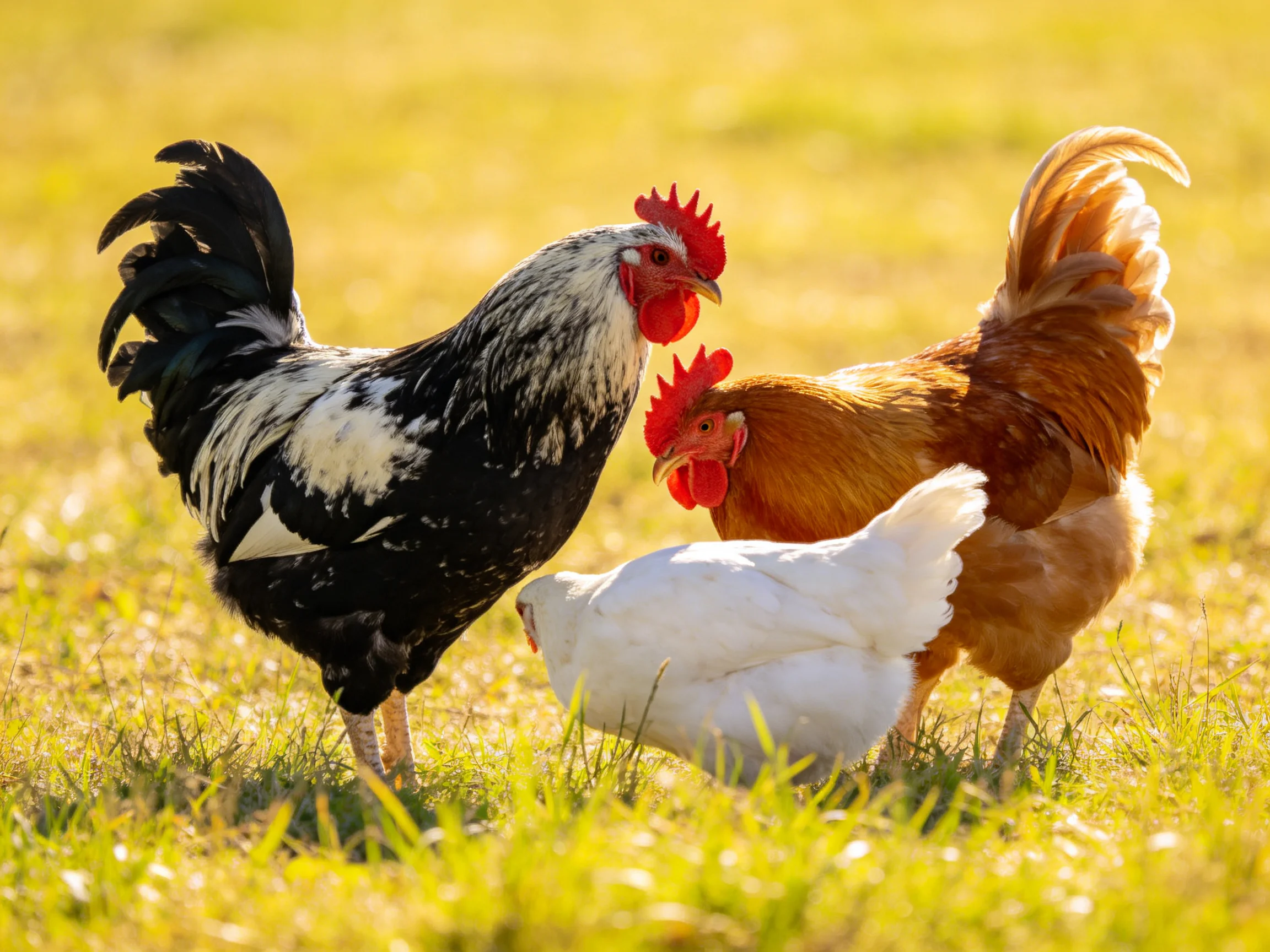 Three chickens of black, brown, and white varieties foraging in a sunlit field