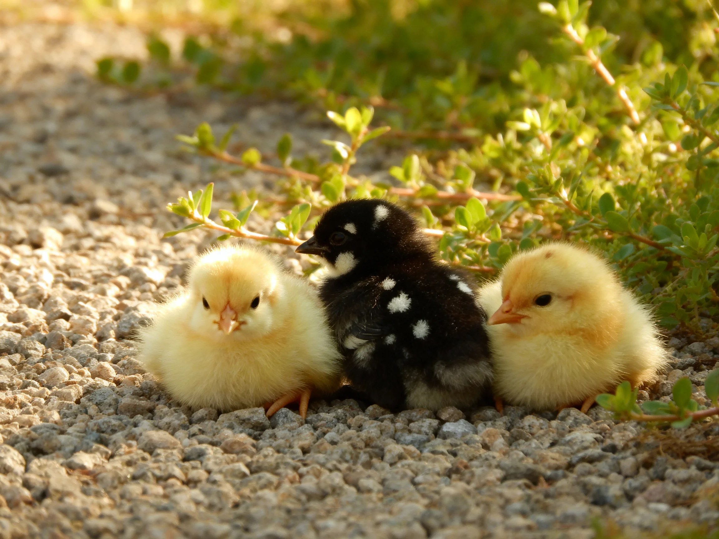 Three chicks rest on gravel near leafy vegetation
