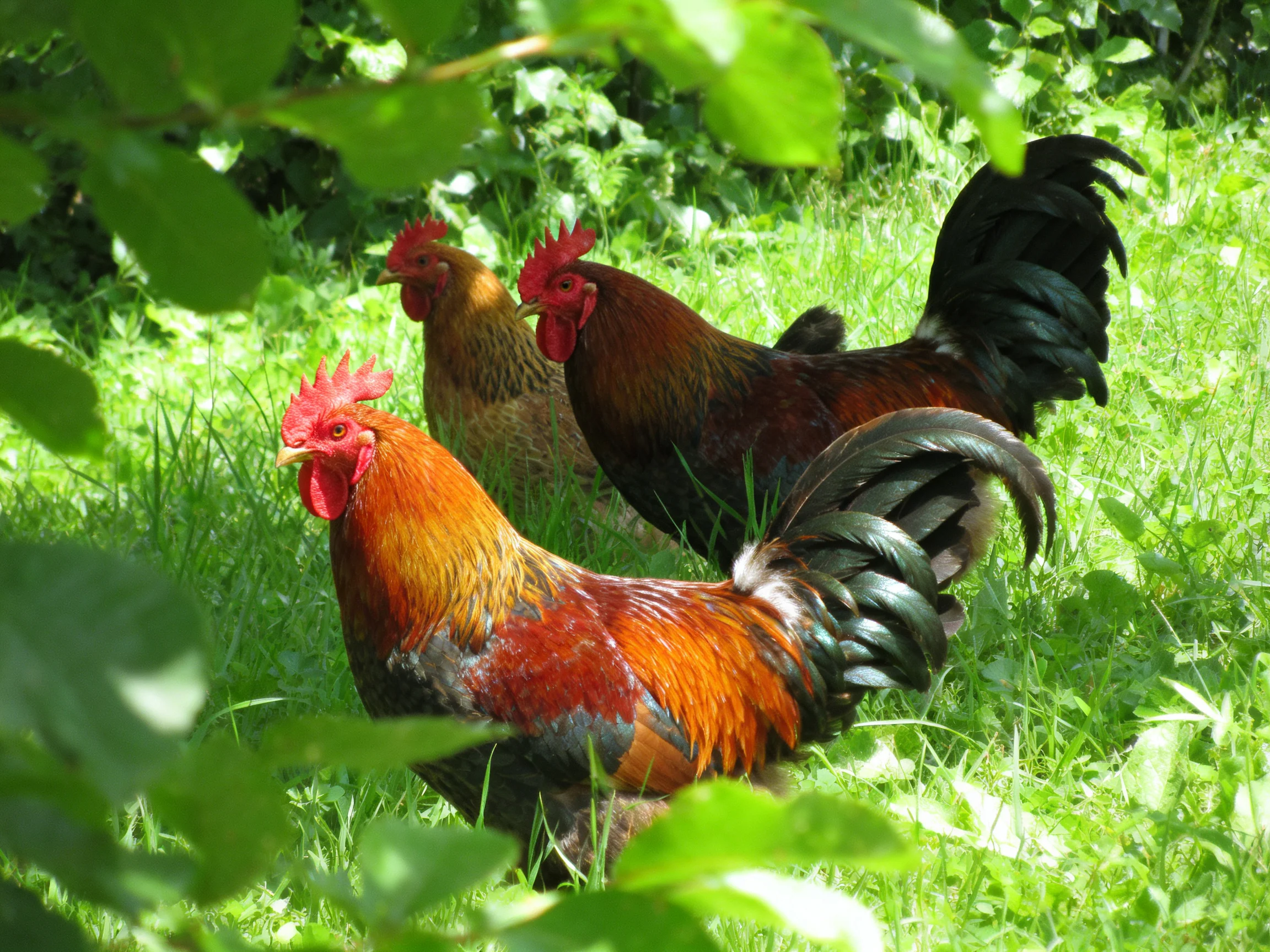 Three colorful roosters foraging in lush green grass