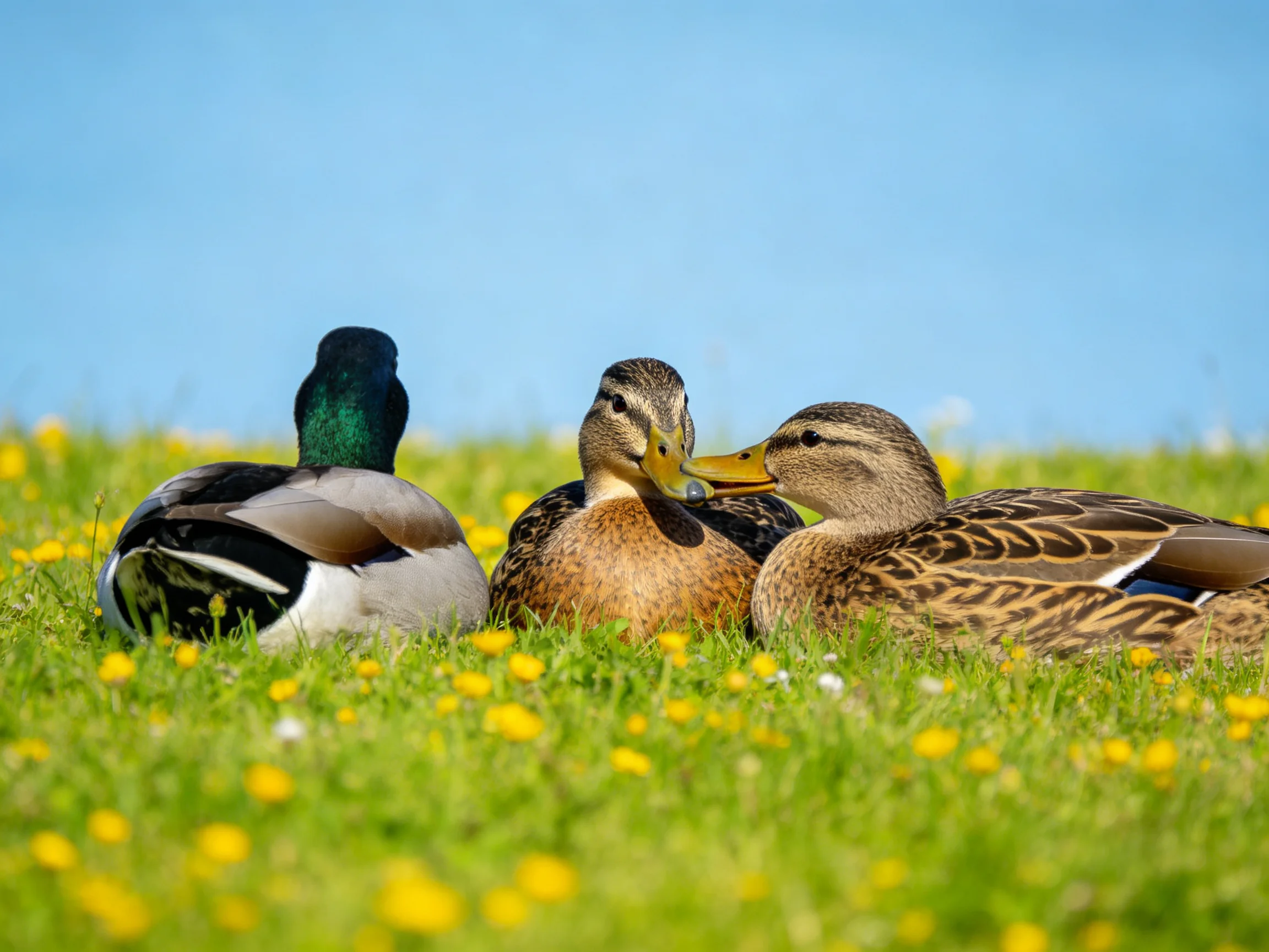 Three ducks rest in a grassy meadow with yellow wildflowers