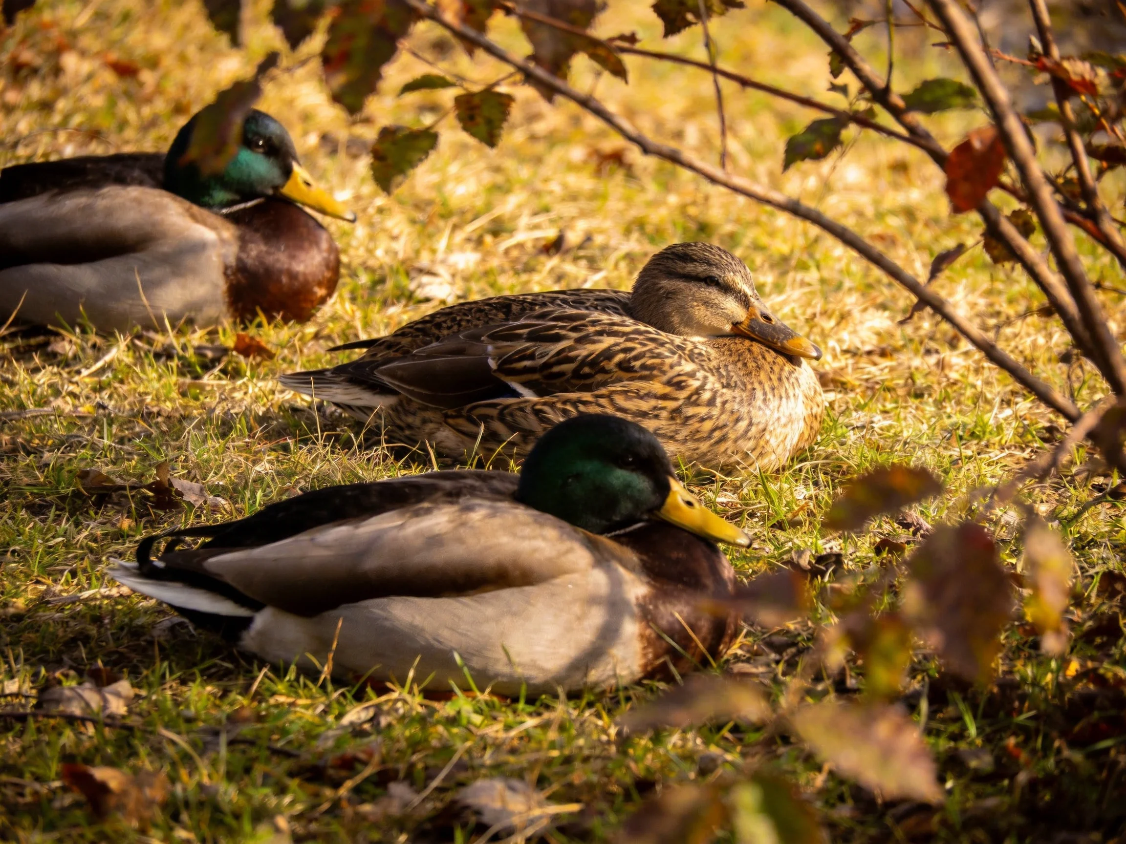 Three ducks rest peacefully on sun-dappled grass amid autumn foliage