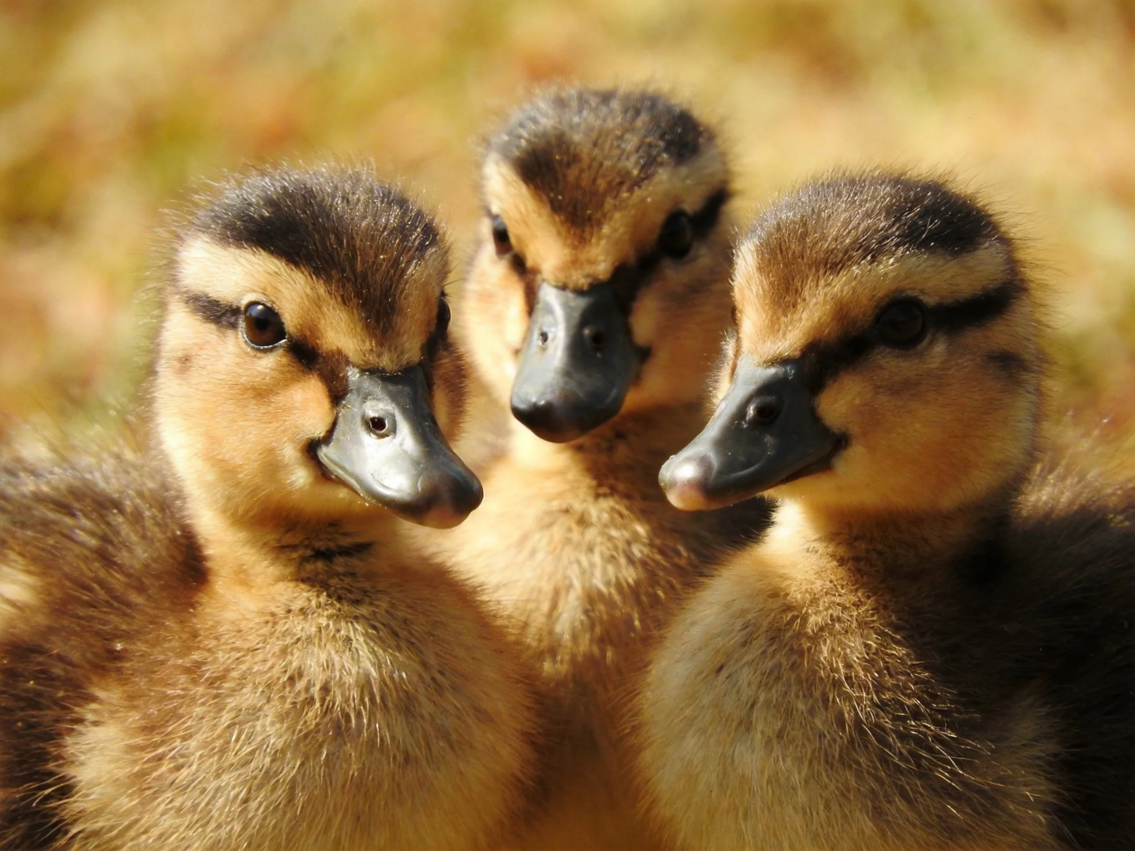 Three fluffy brown ducklings with dark markings in natural sunlight
