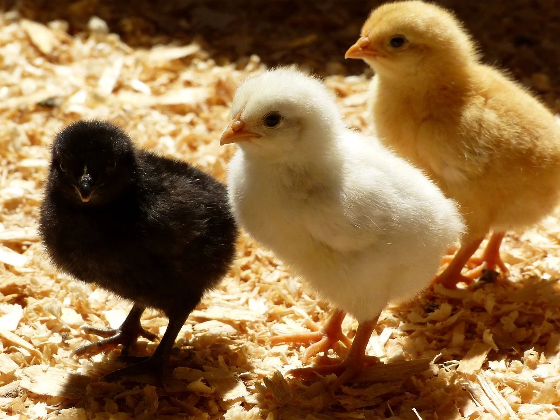 Three fluffy chicks in black, white, and tan on wood shavings