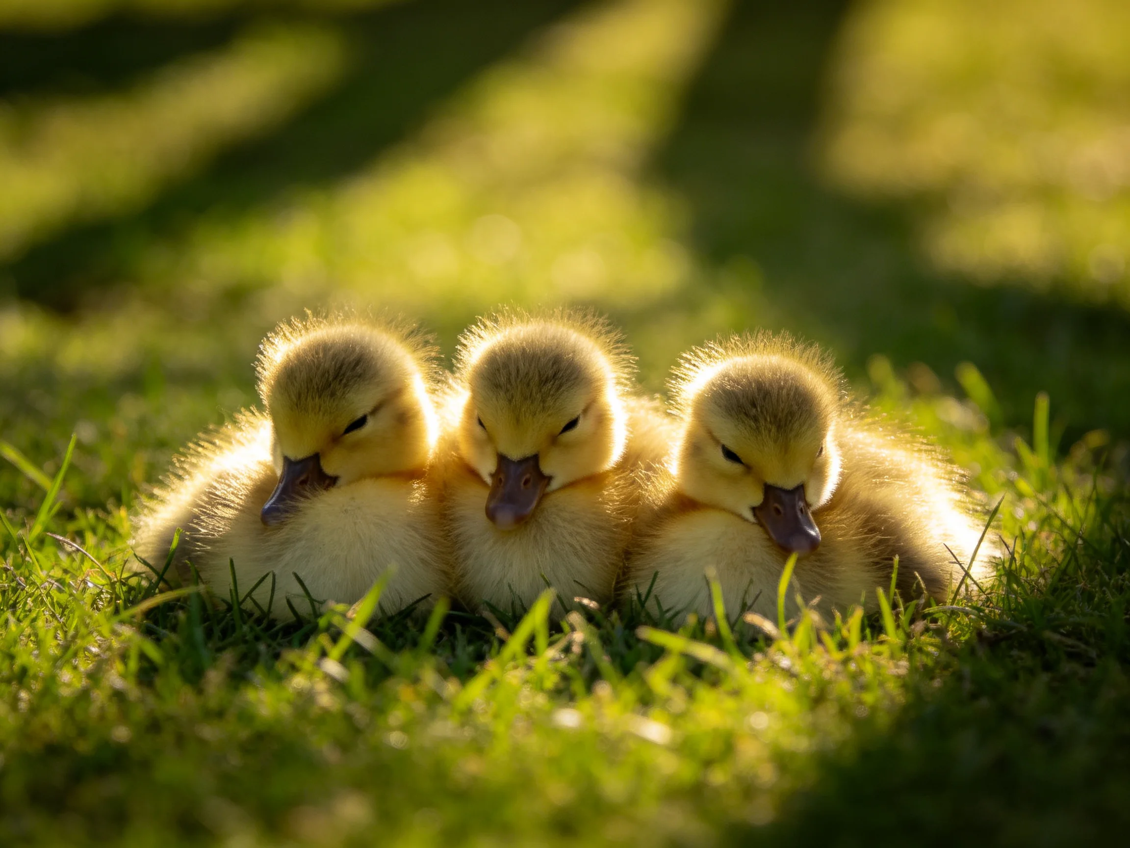 Three fluffy yellow ducklings resting on lush green grass