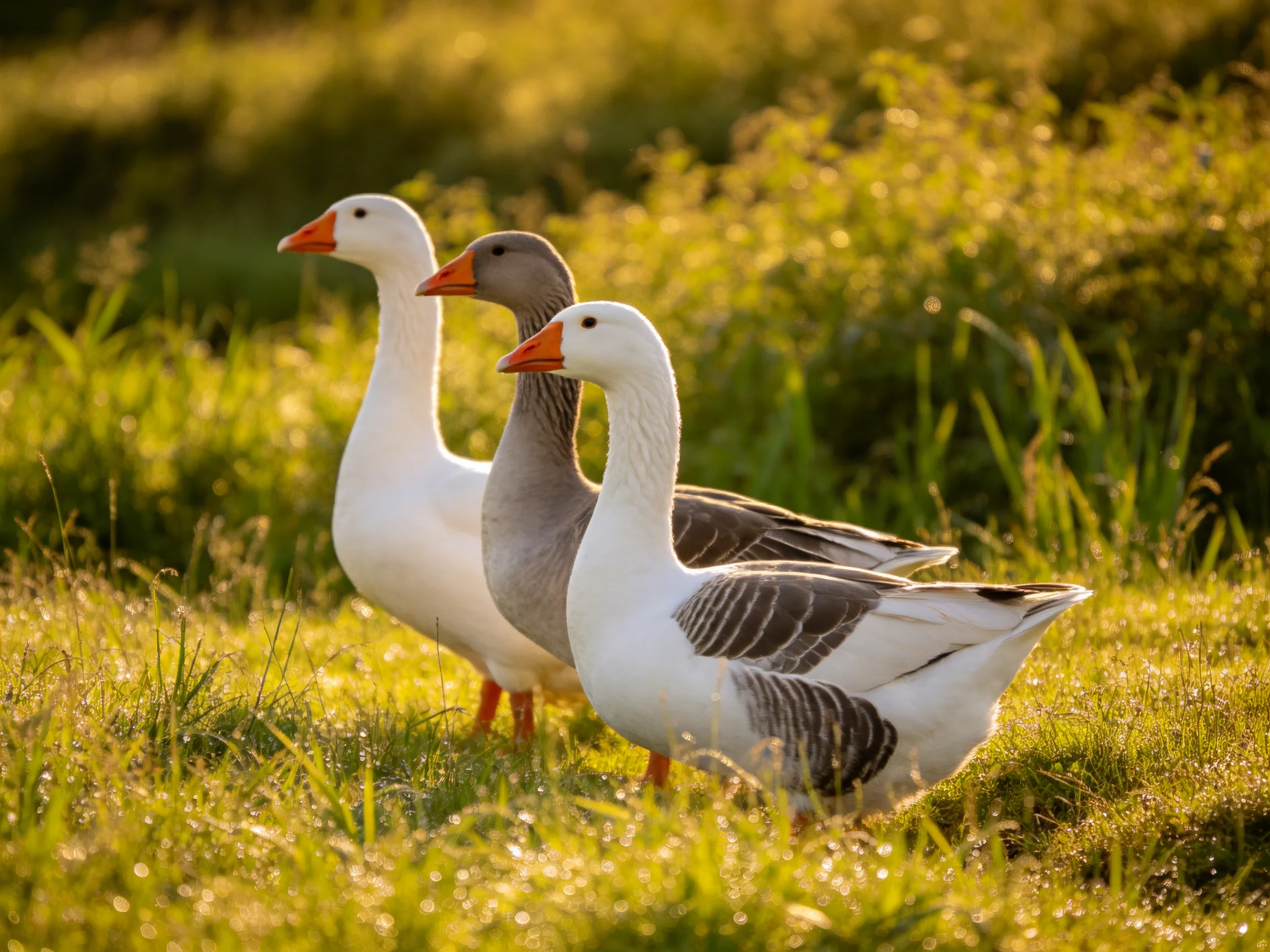 Three geese—white, gray, white—stand in golden grassy field