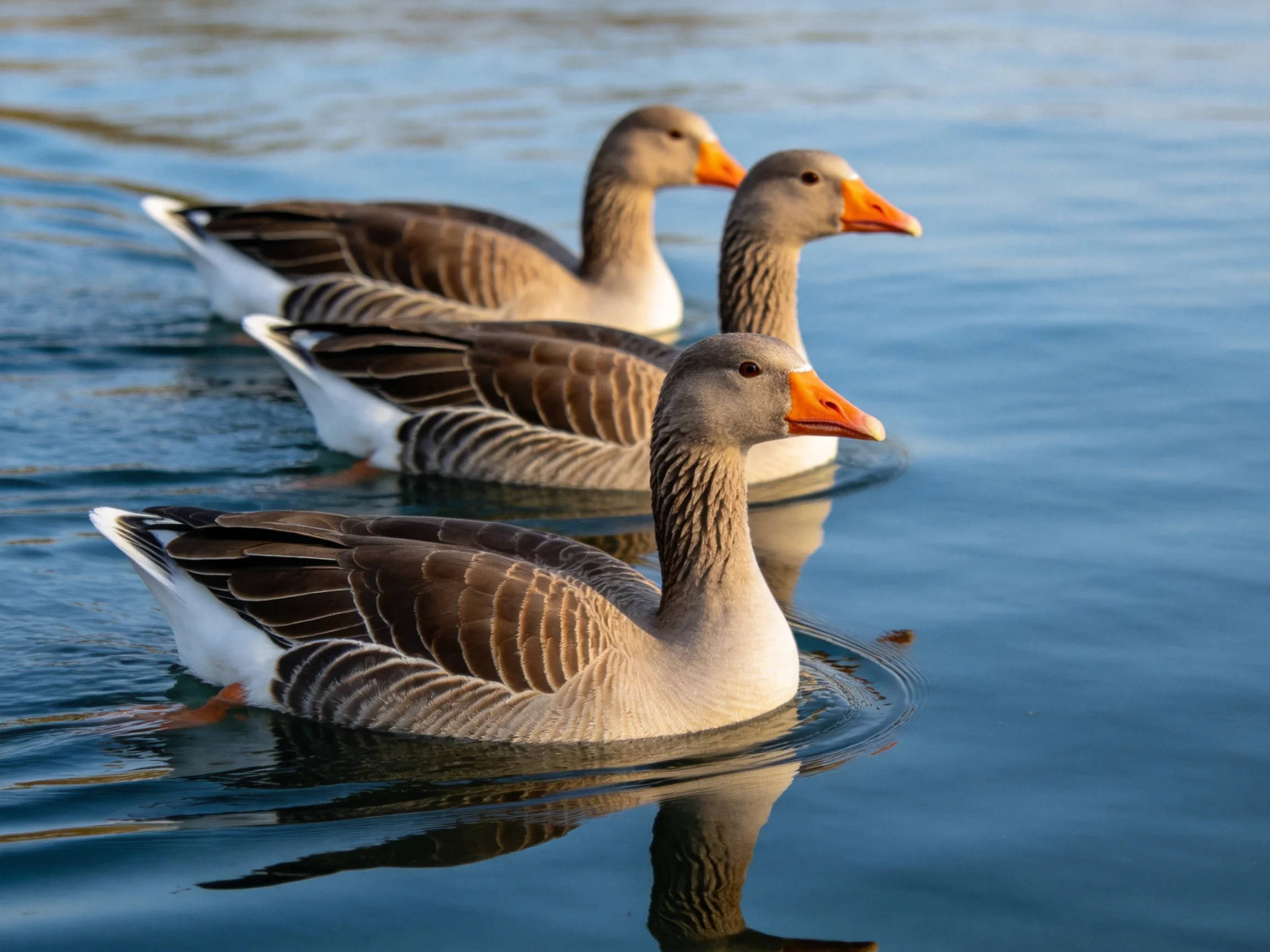 Three gray-brown geese swim in calm blue water with orange beaks
