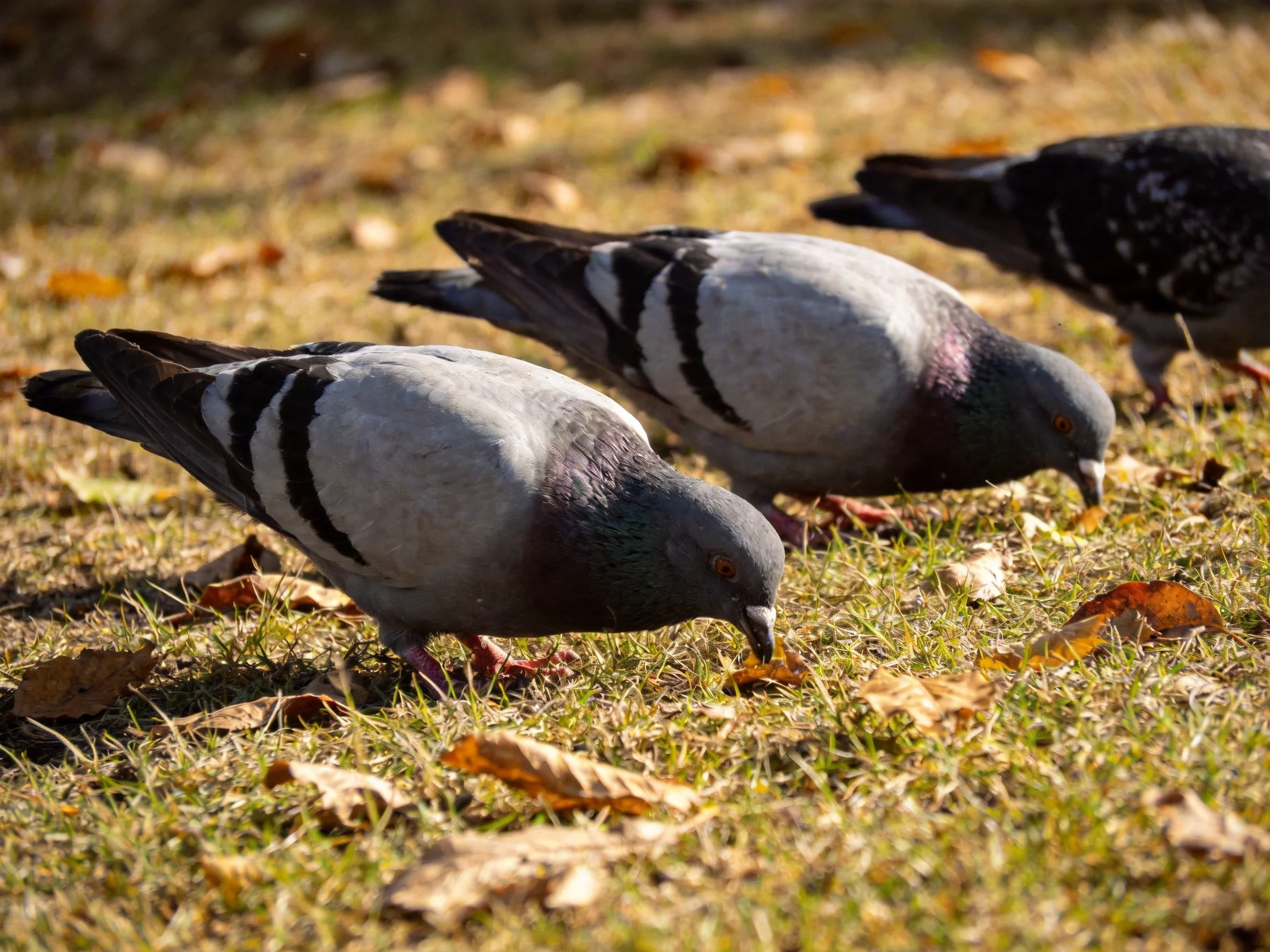 Three pigeons pecking at food among autumn leaves on grass