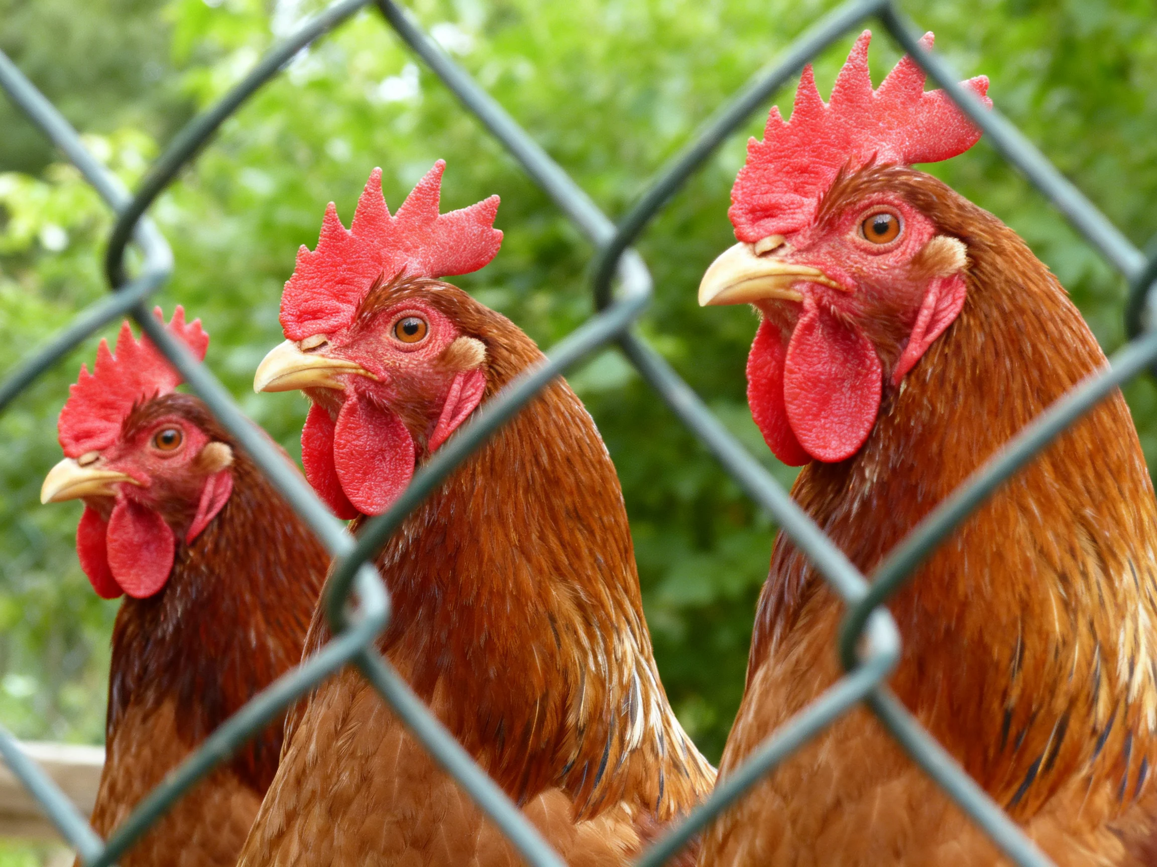 Three reddish-brown hens with bright red combs near a chain-link fence