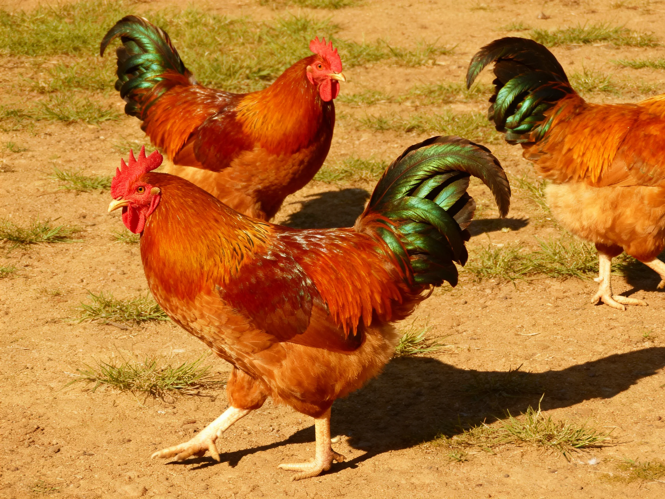 Three roosters with iridescent green tails and reddish-brown plumage on a dirt terrain