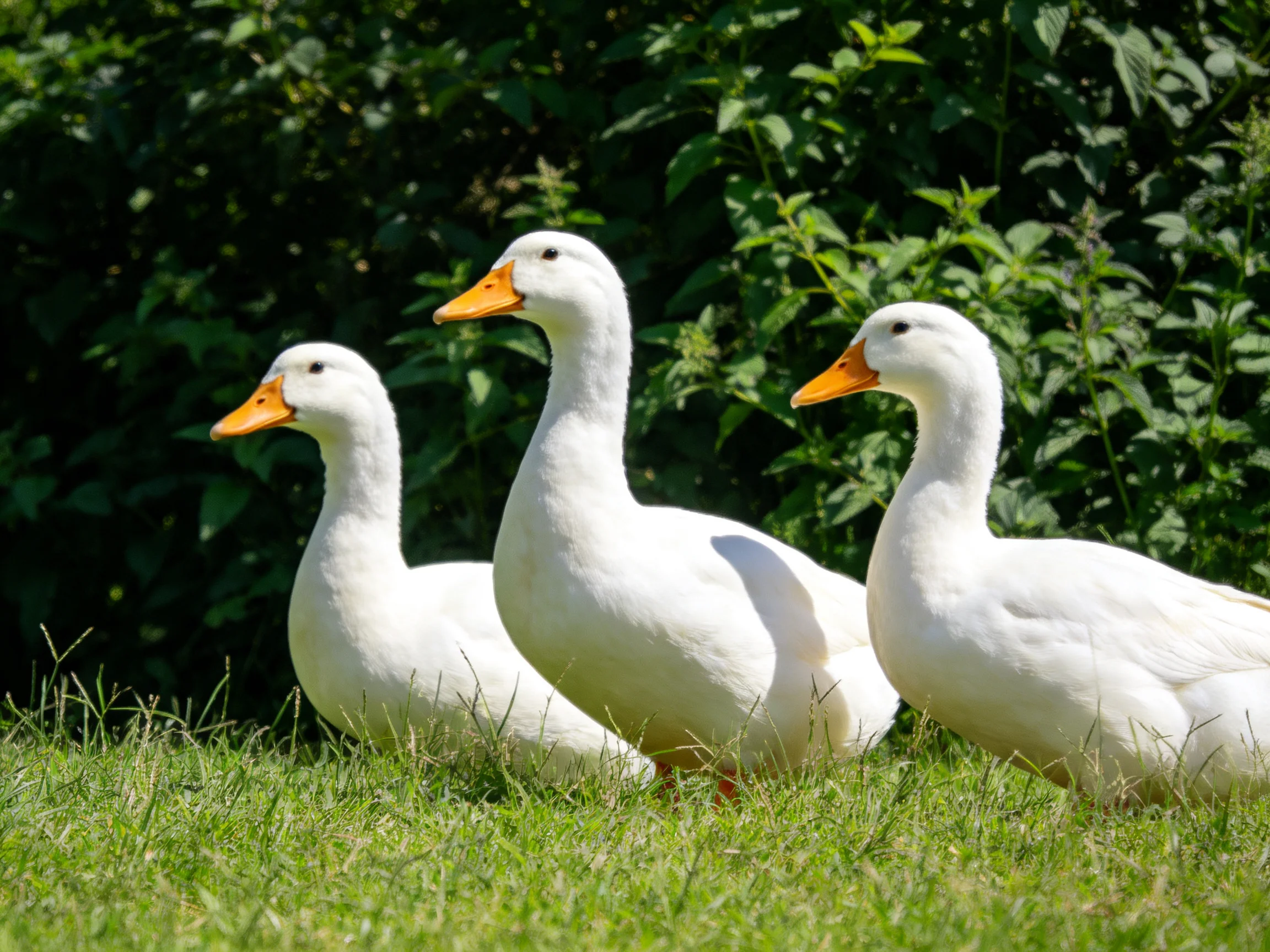 Three white ducks with orange beaks on green grass near dense foliage