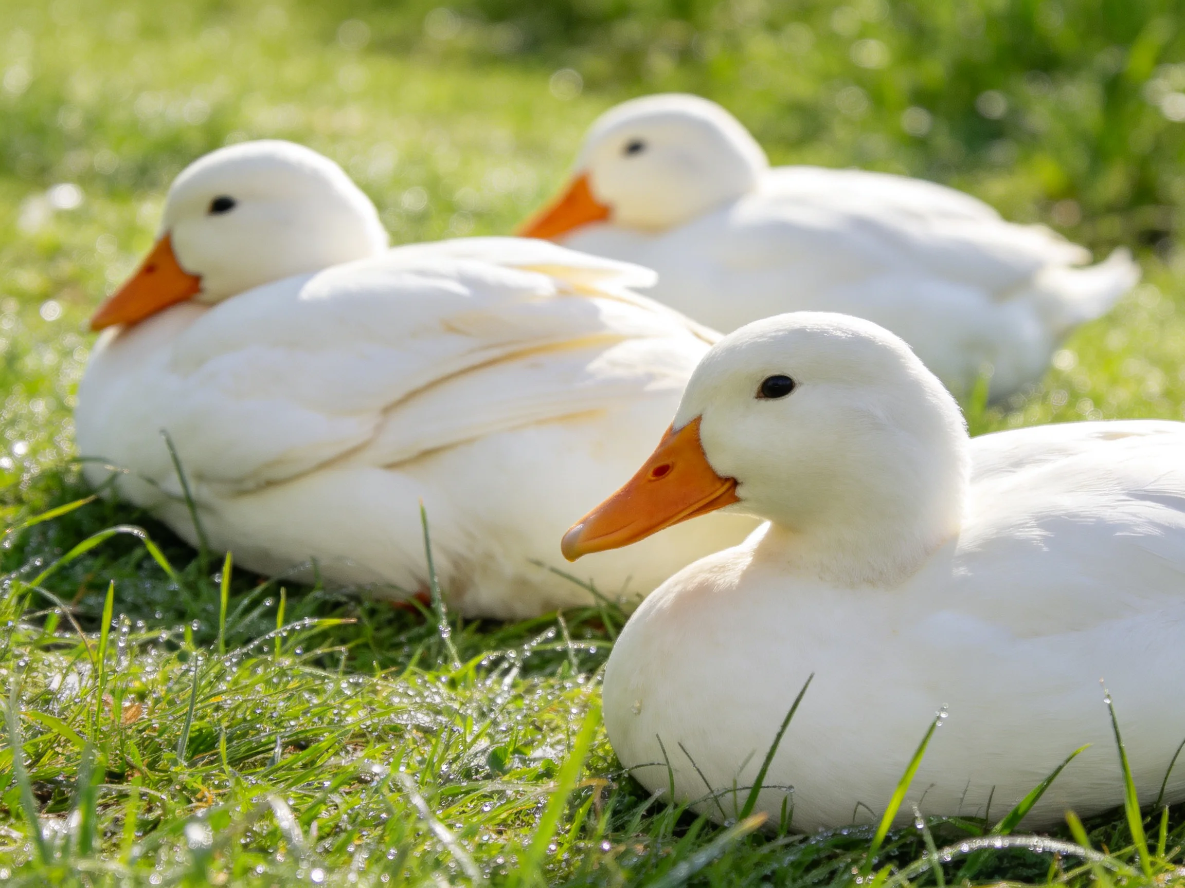 Three white ducks with orange beaks resting on lush green grass