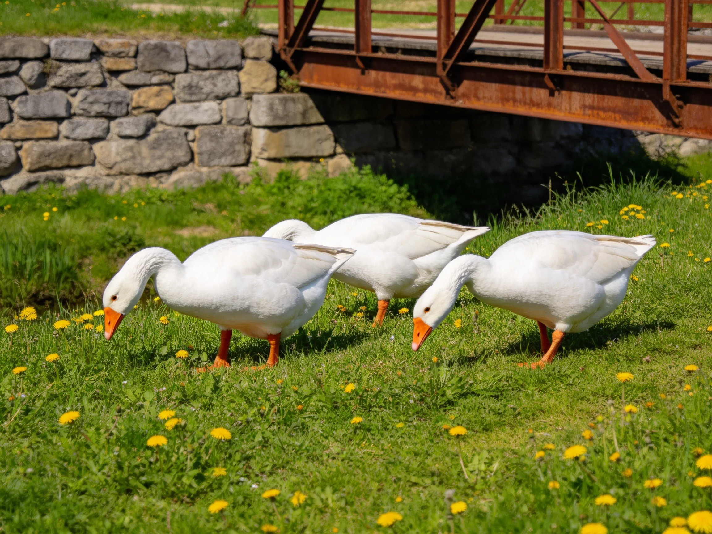 Three white geese foraging among yellow flowers near a stone wall and rusted bridge