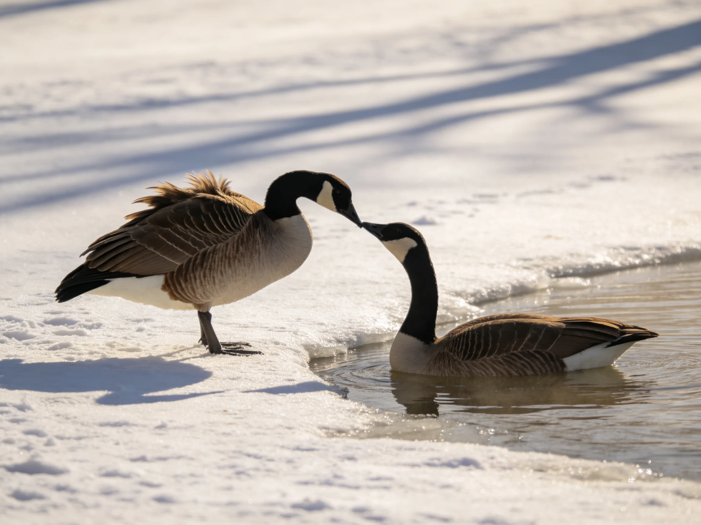 Two Canada Geese Nuzzling Near Snow-Covered Waters Edge