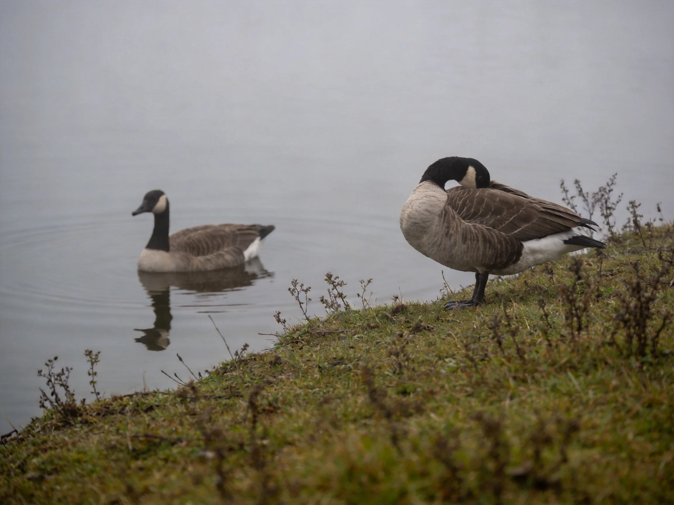 Two Canada Geese by a Misty Water Edge