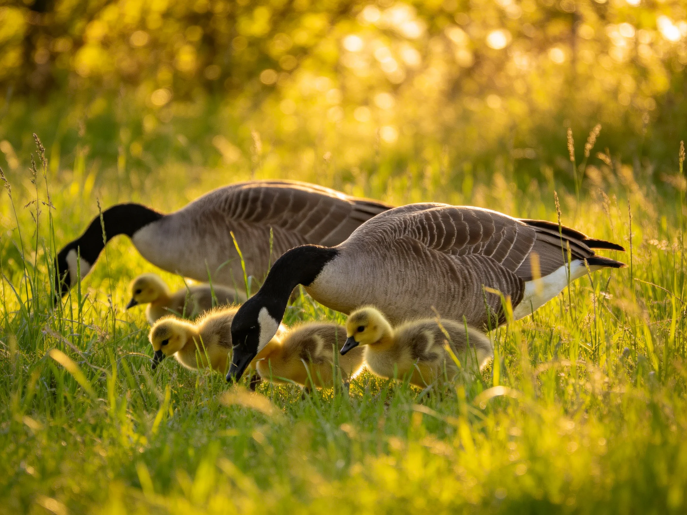 Two Canada Geese with Four Goslings Foraging in Golden Grass
