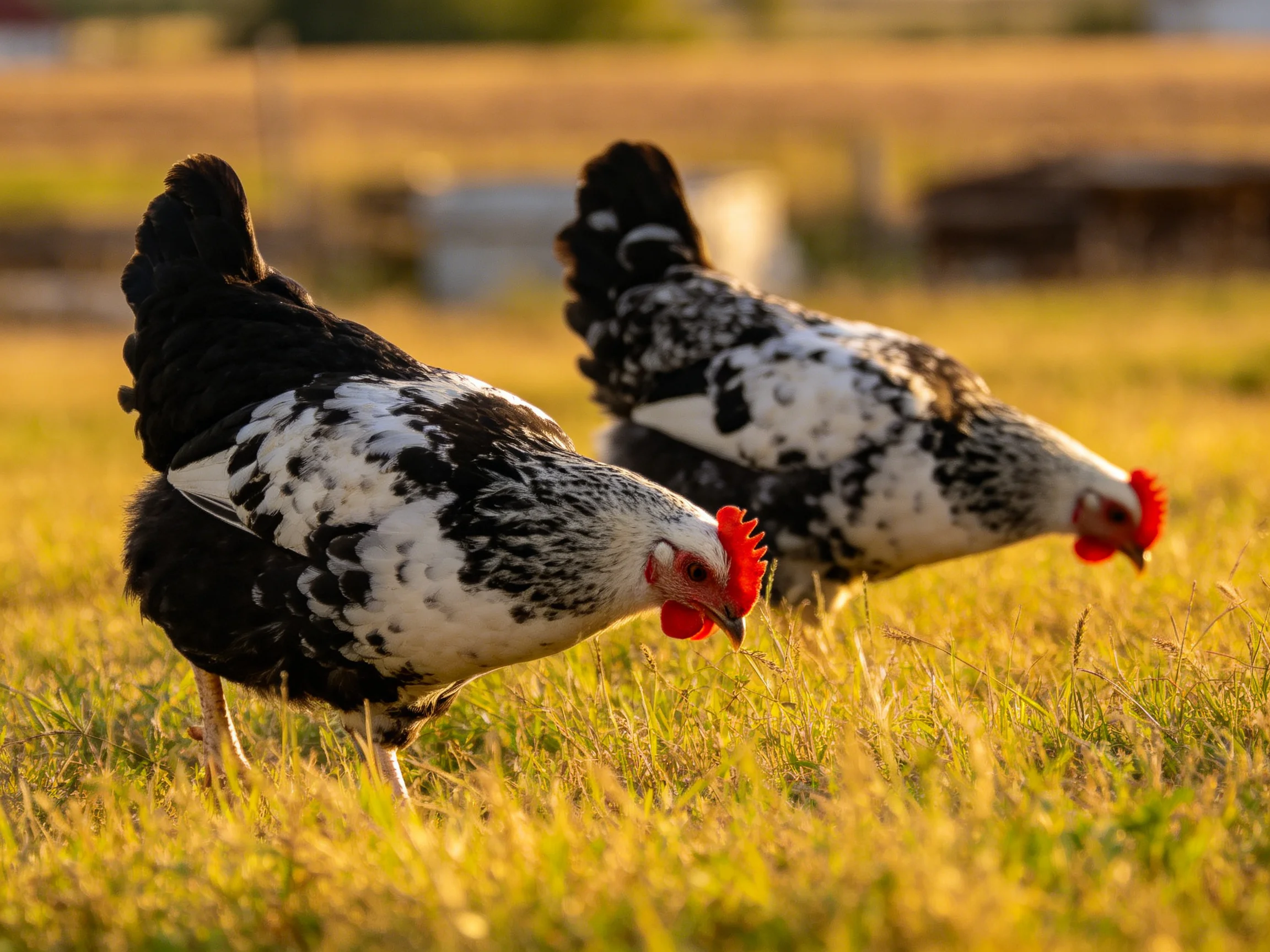 Two black and white chickens grazing in golden grassland