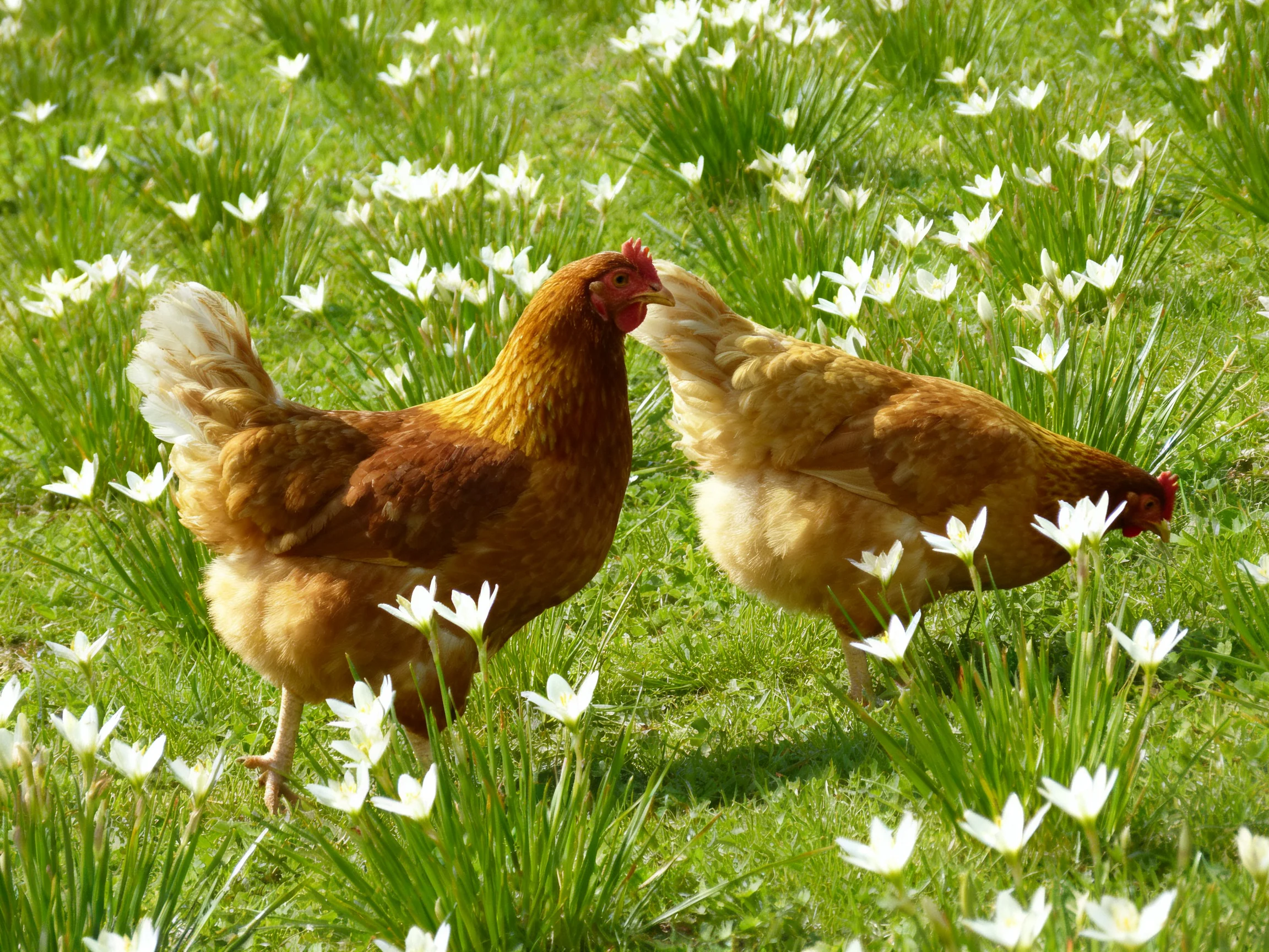 Two brown chickens explore a flower-filled green meadow with white blooms