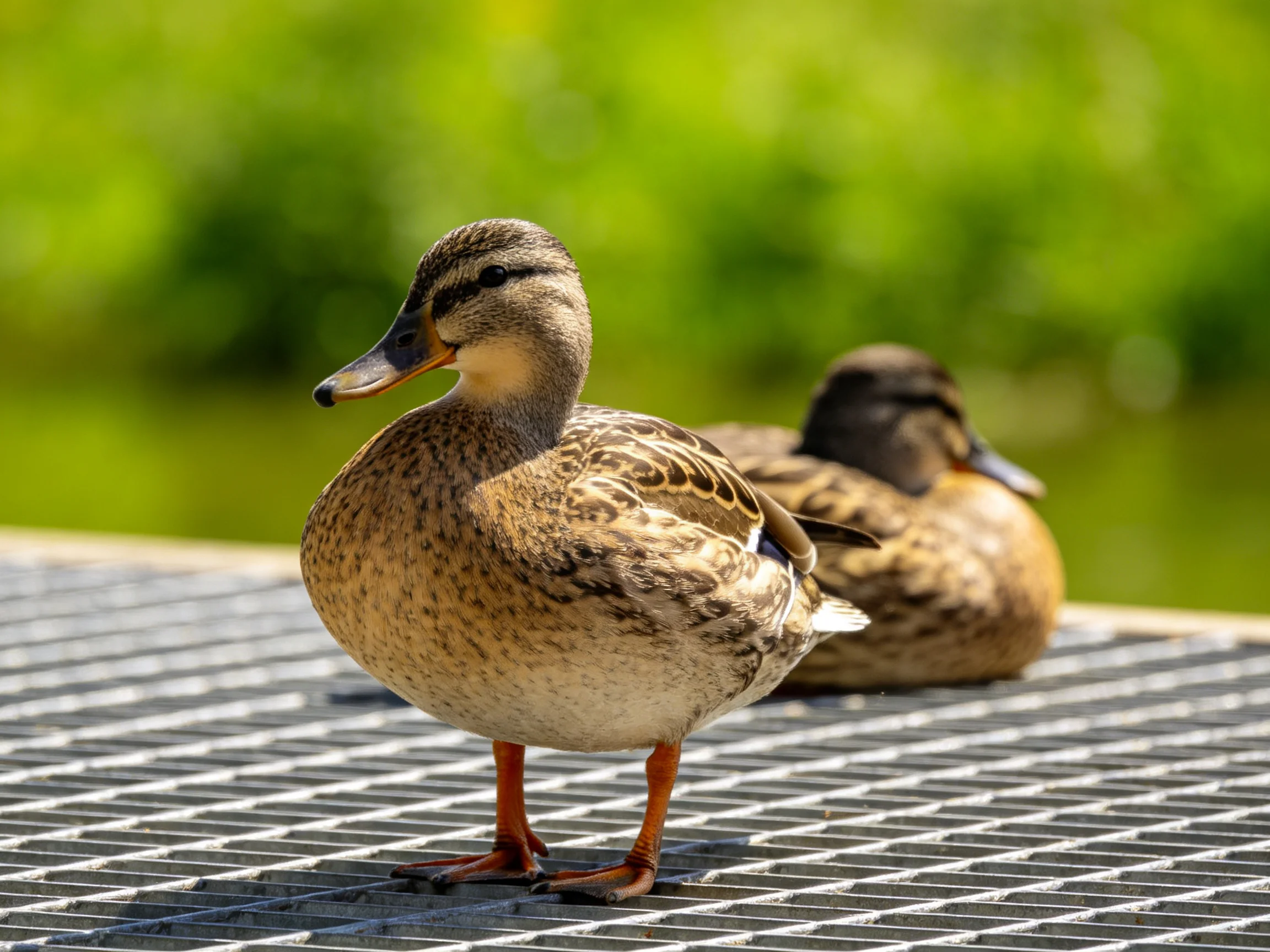 Two brown ducks on a metal grate with green foliage in the background