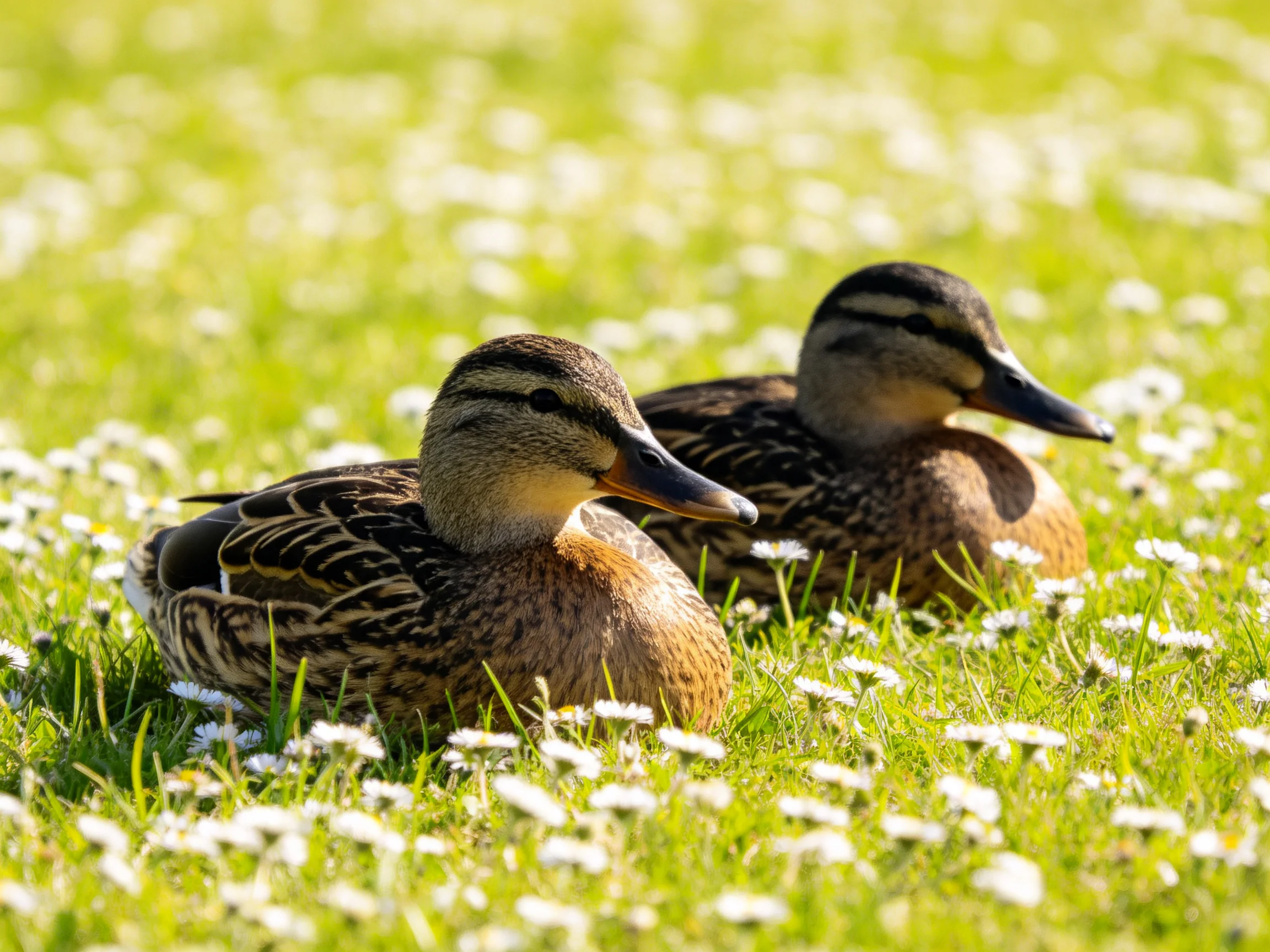 Two brown ducks resting amid white flowers in a sunlit meadow