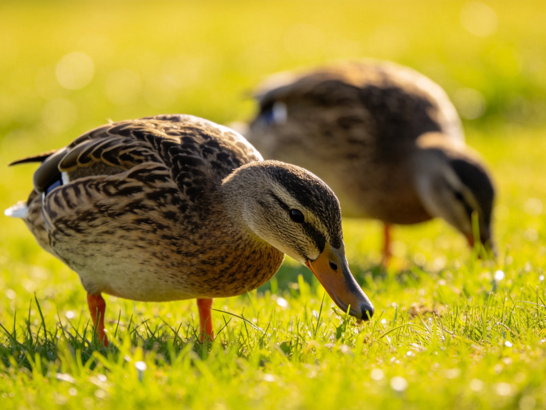 Two brown-feathered ducks forage in sunlit green grass