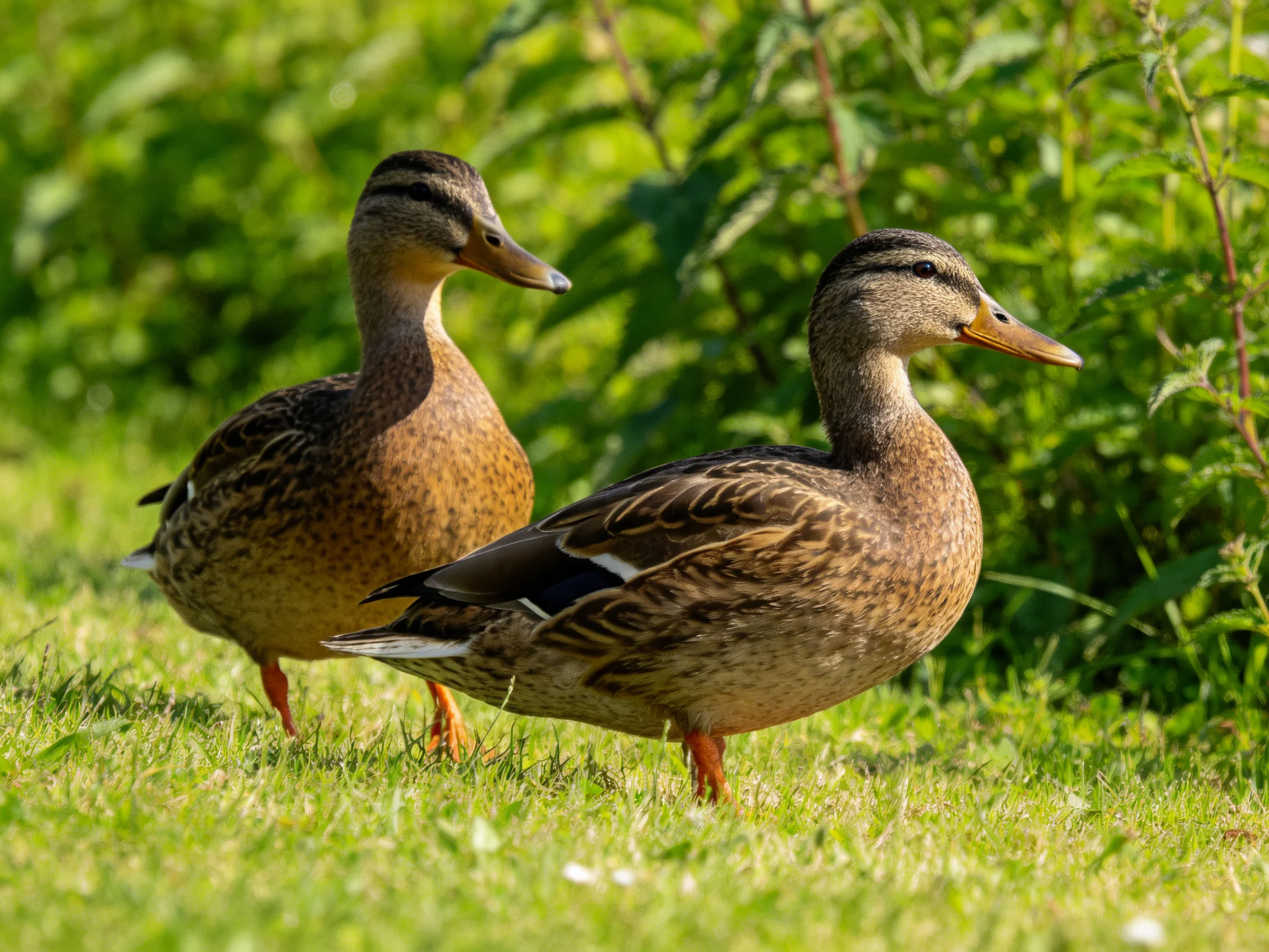 Two brown mallard ducks walking on lush green grass near dense foliage