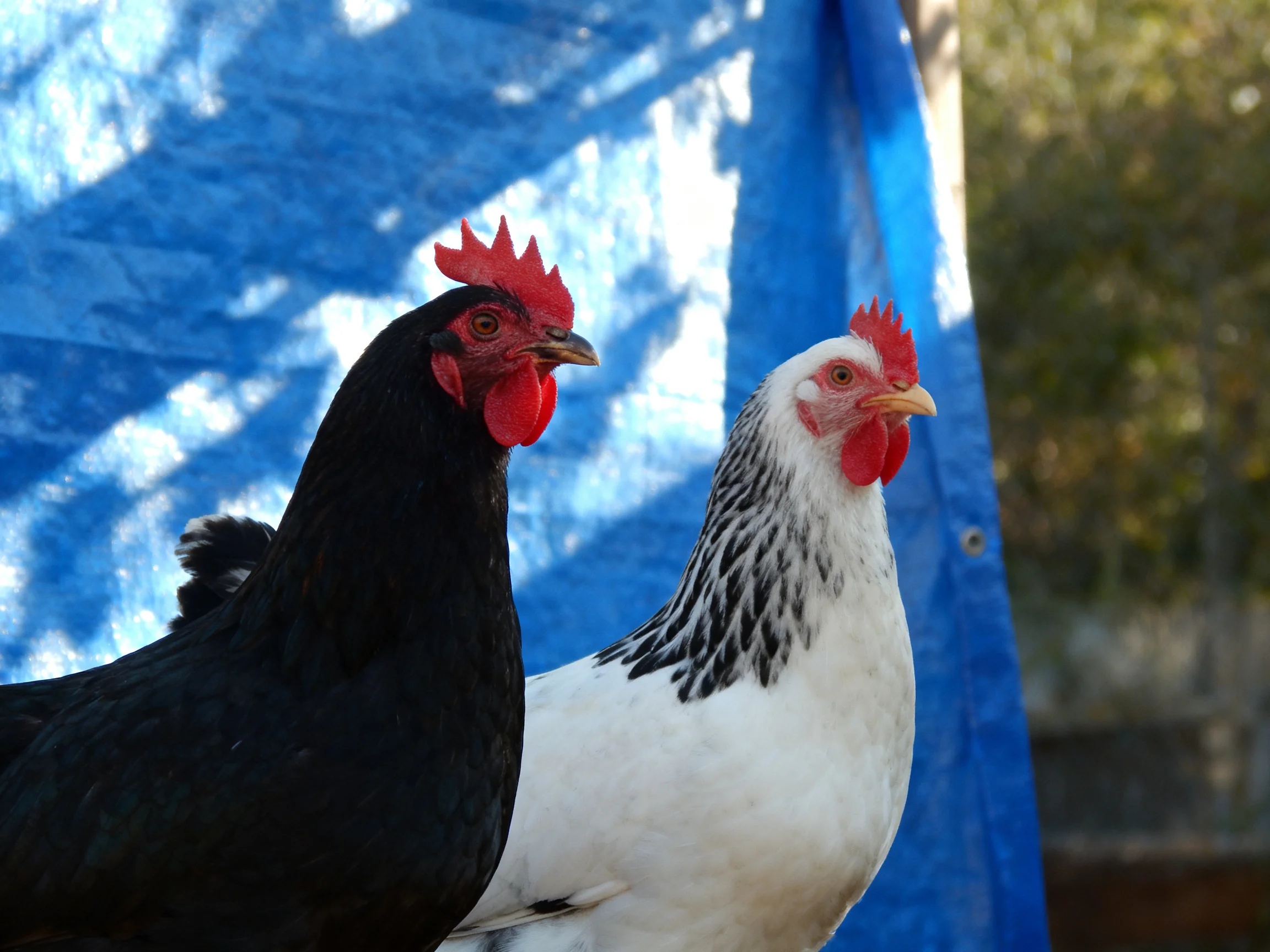 Two chickens, one black and one speckled white, stand before a blue tarp