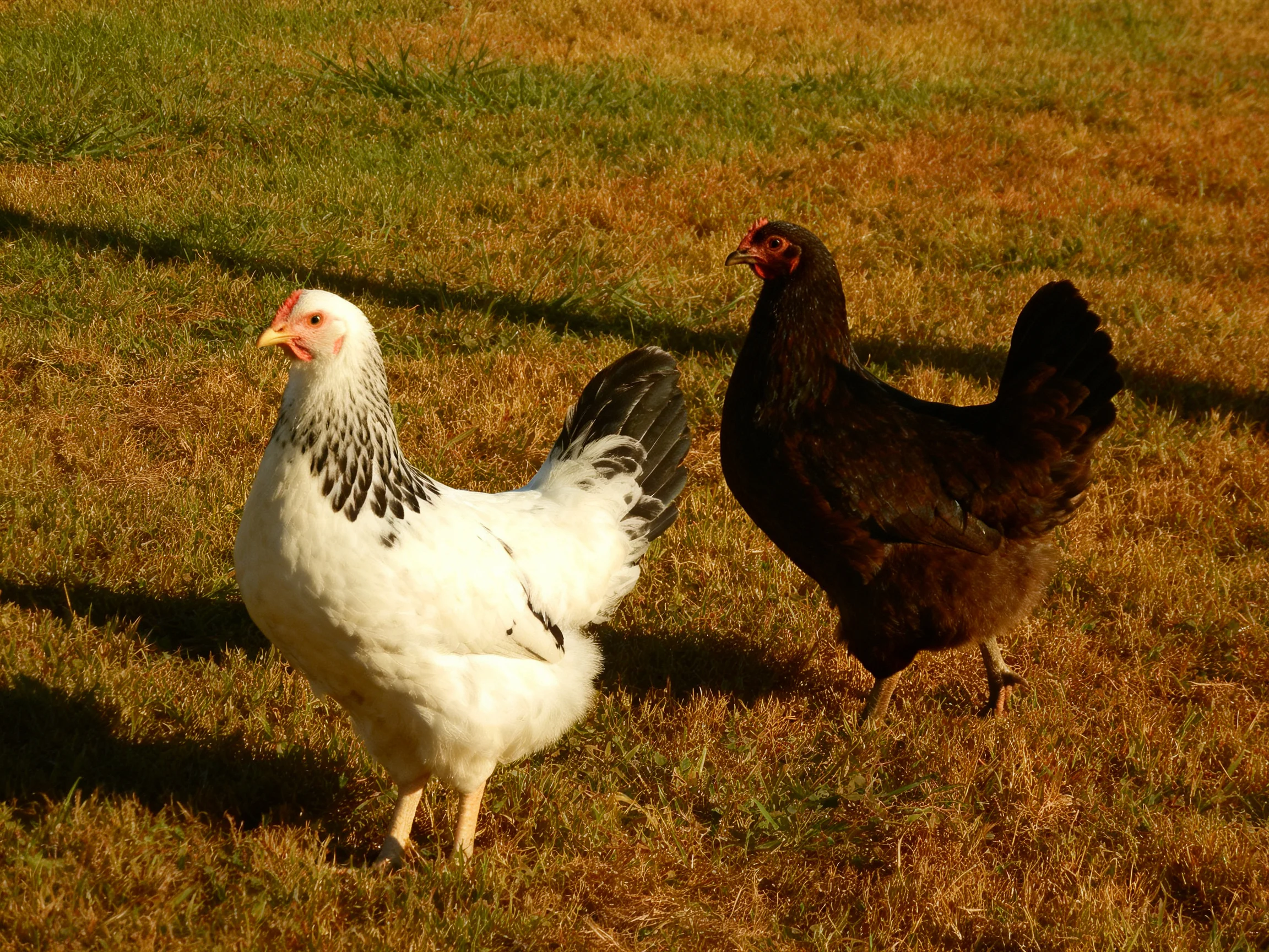 Two chickens—one white with black markings, one dark brown—on a sunlit grassy field.