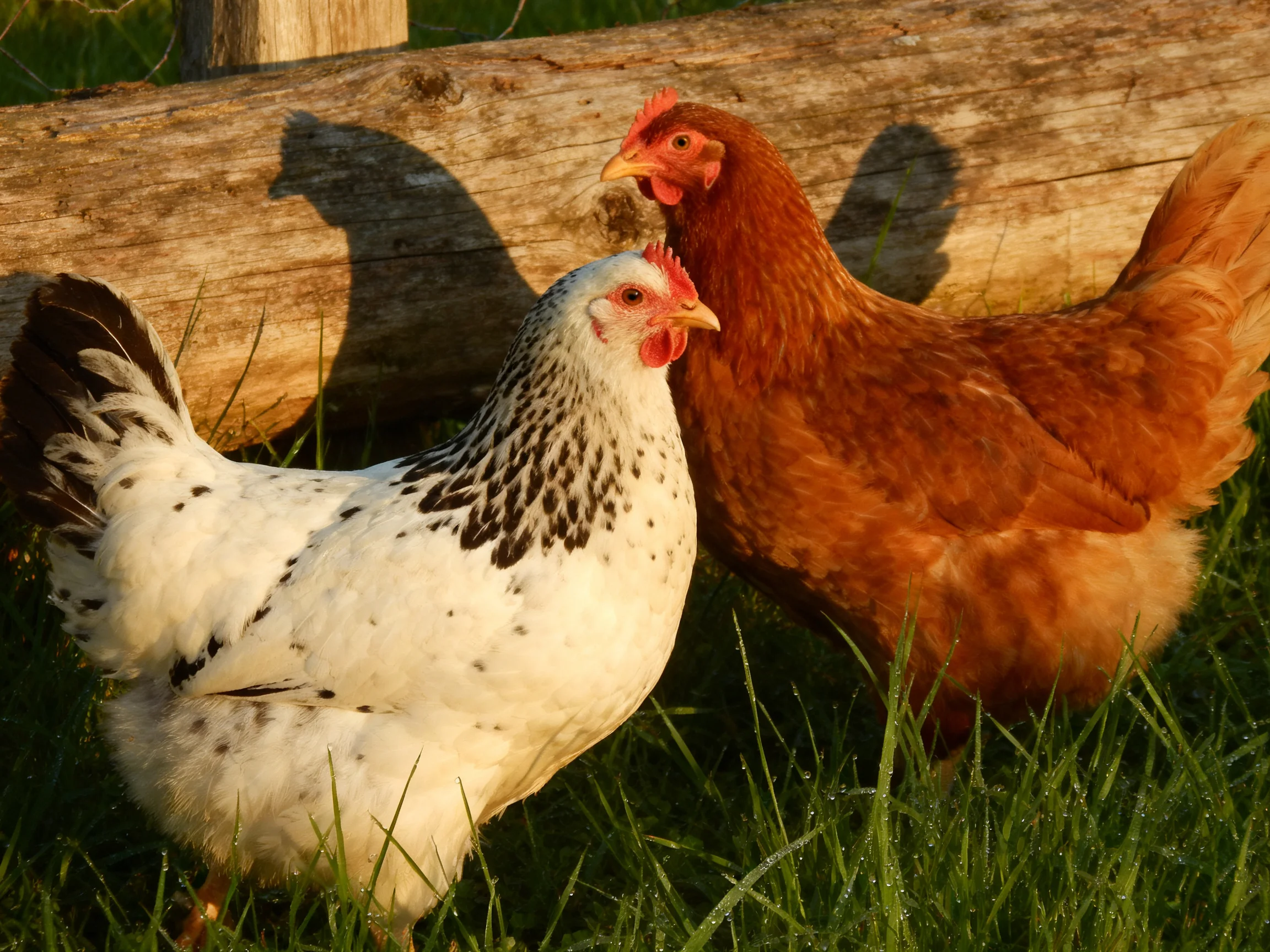 Two chickens, one white with dark markings, one reddish-brown, by a wooden log