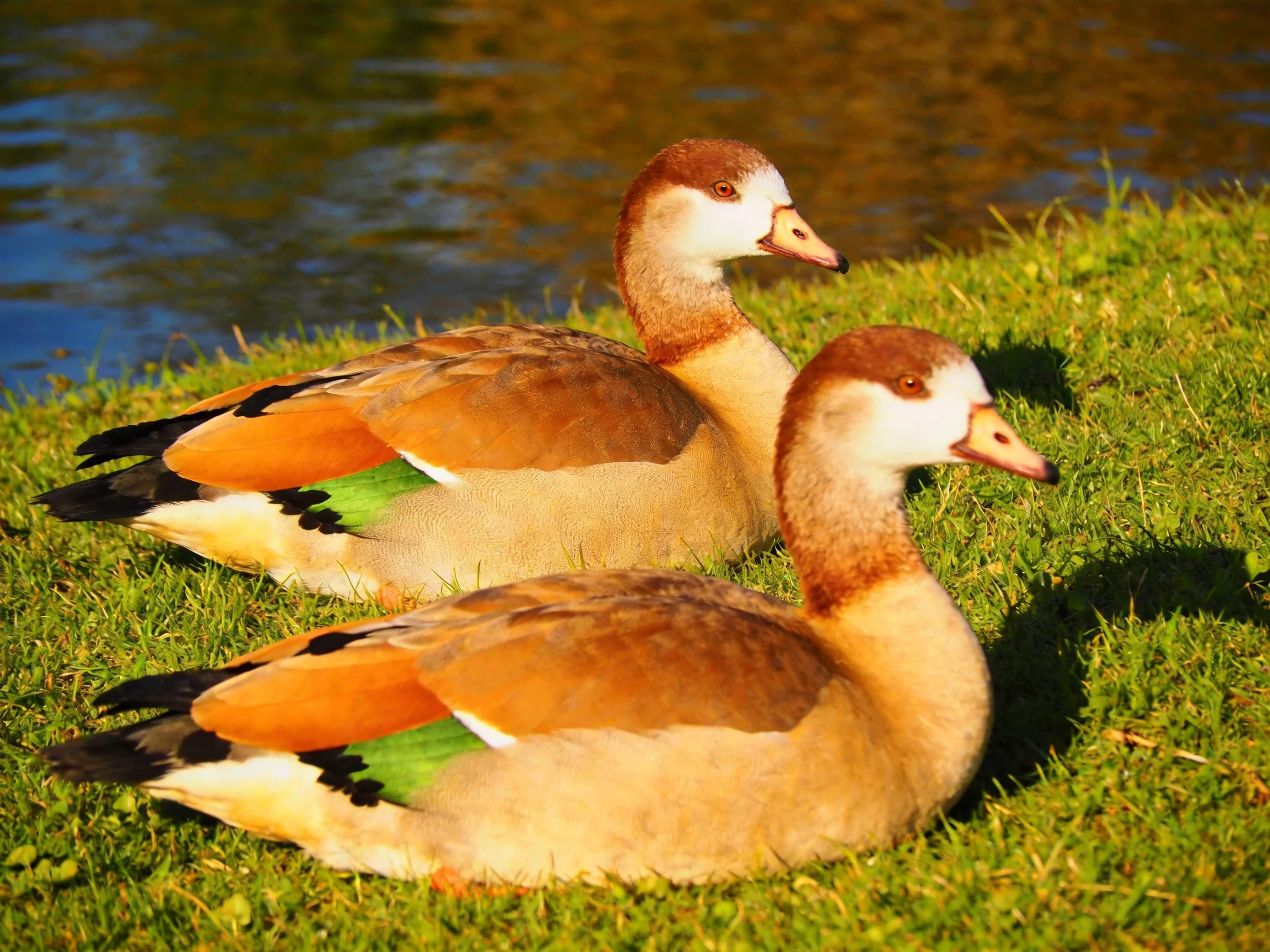 Two colorful Egyptian geese rest on green grass by water