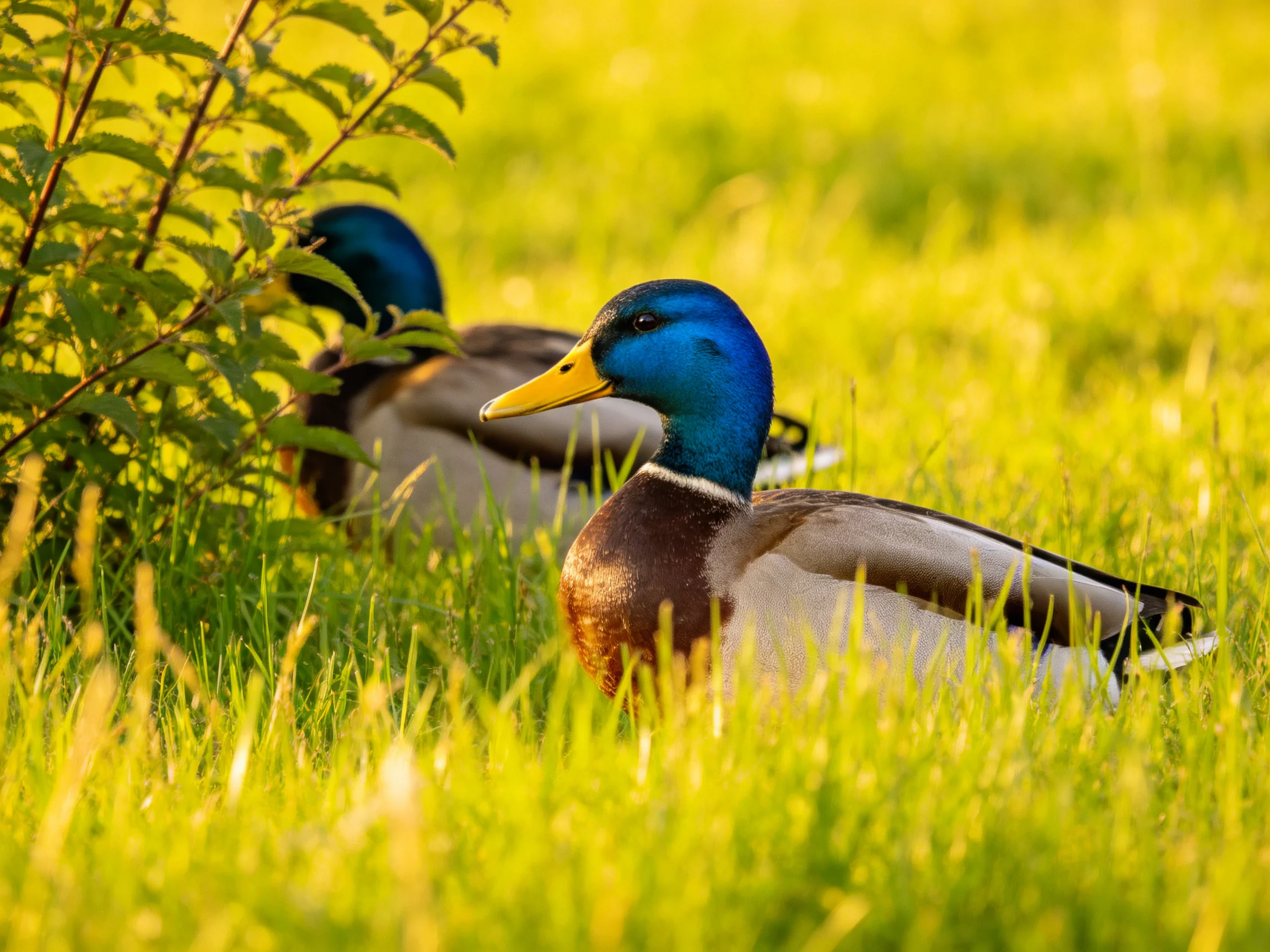 Two colorful mallard ducks rest in tall green grass beside leafy bushes