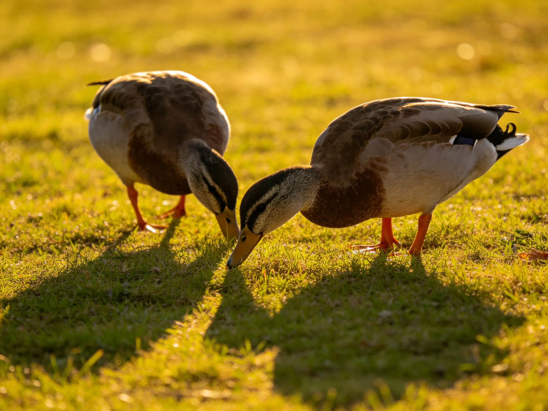 Two ducks foraging on sunlit green grass with brown and white plumage
