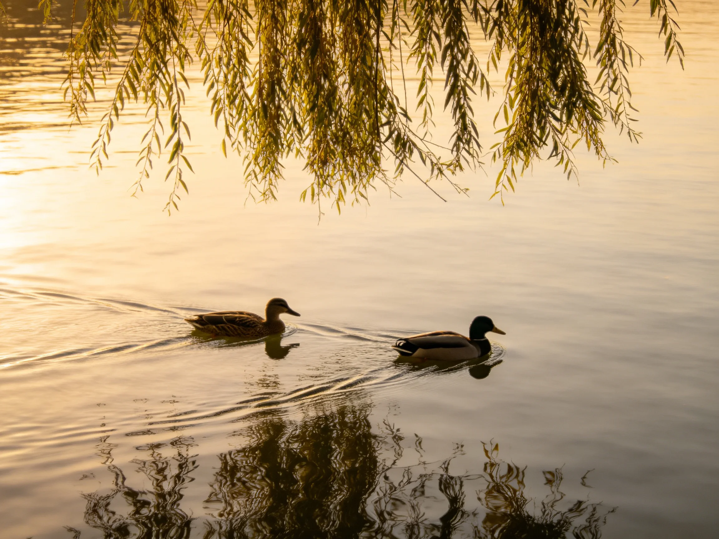 Two ducks glide across calm water beneath golden willow branches