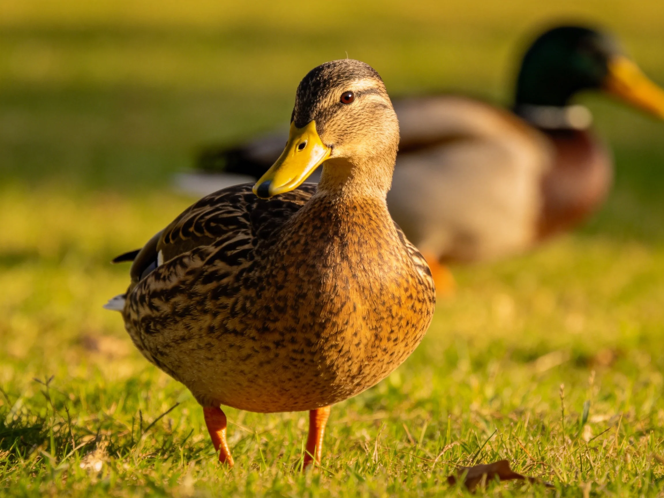 Two ducks on lush green grass, one with brown speckled plumage