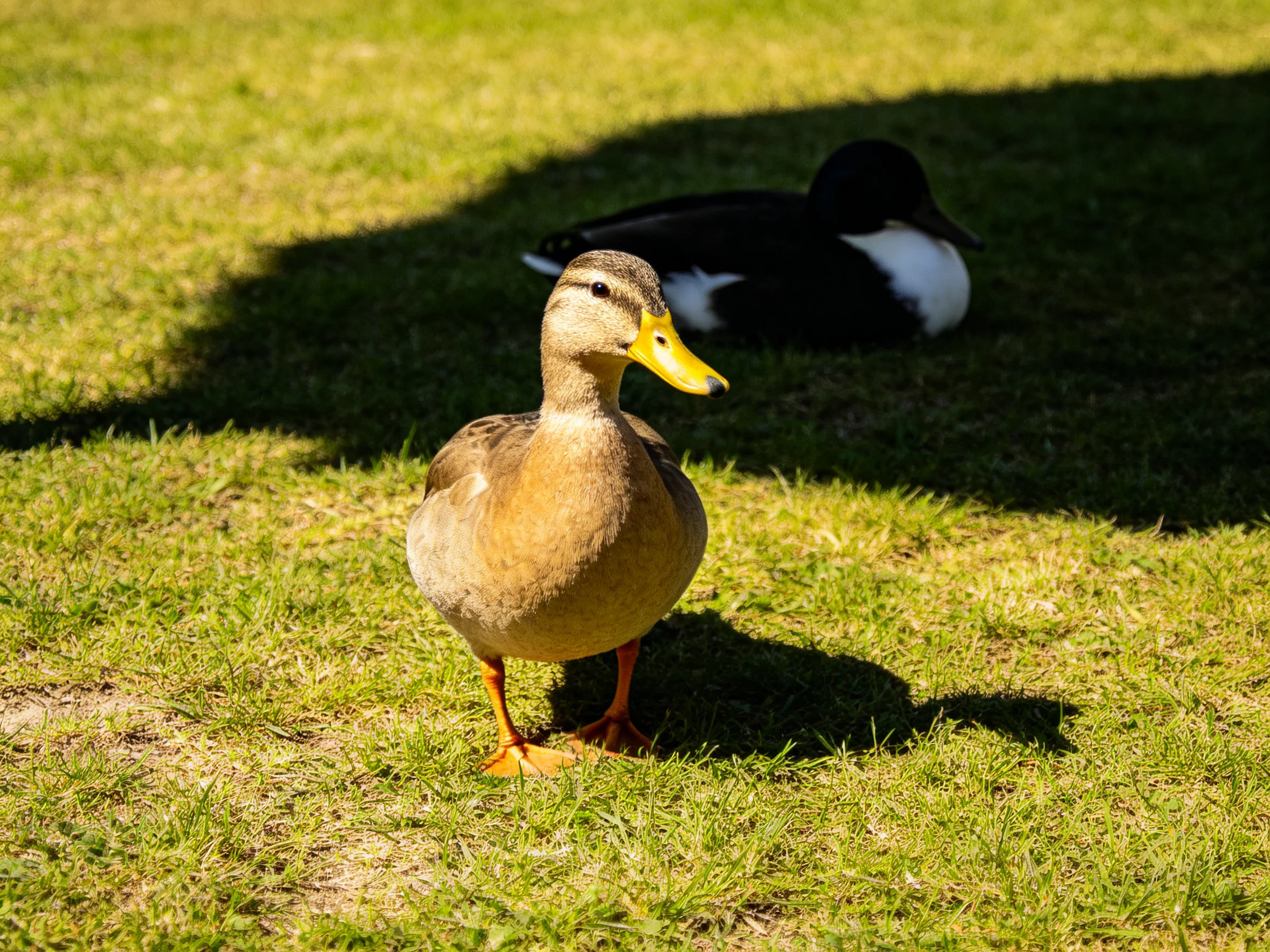 Two ducks on sunlit green grass, one brown with yellow beak, another black and white