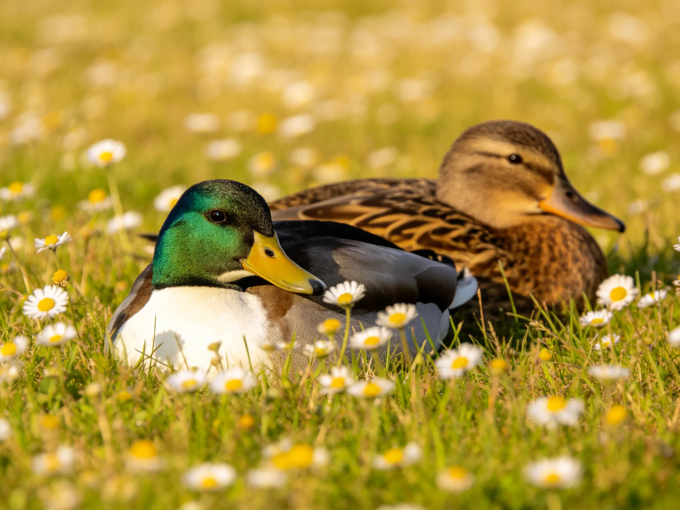 Two ducks rest in a daisy-filled meadow, one with green head and yellow bill, another brown-speckled