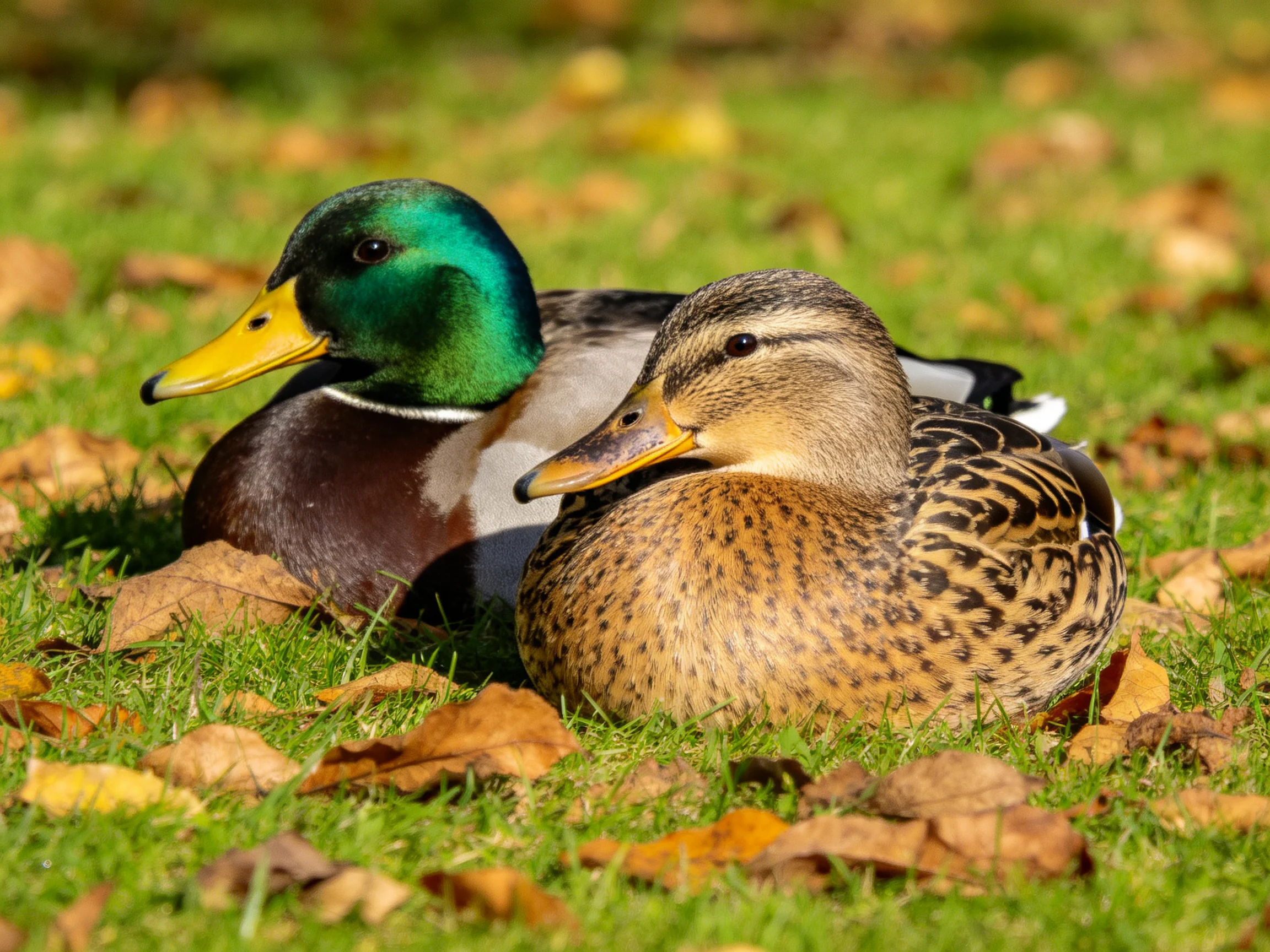 Two ducks rest on grass among scattered autumn leaves