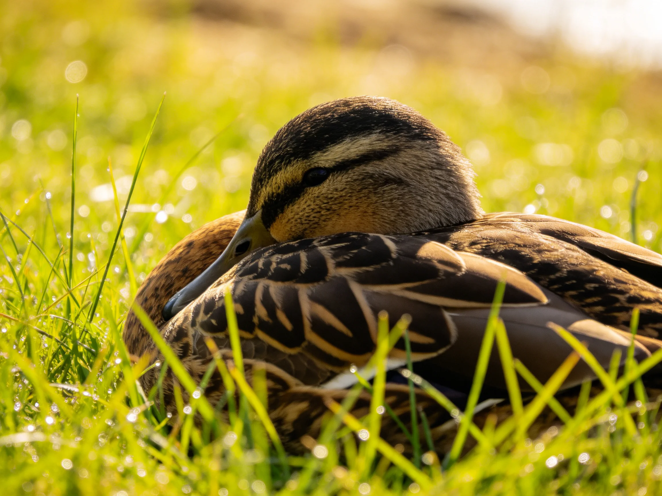 Two ducks rest together in lush green grass with detailed feather markings