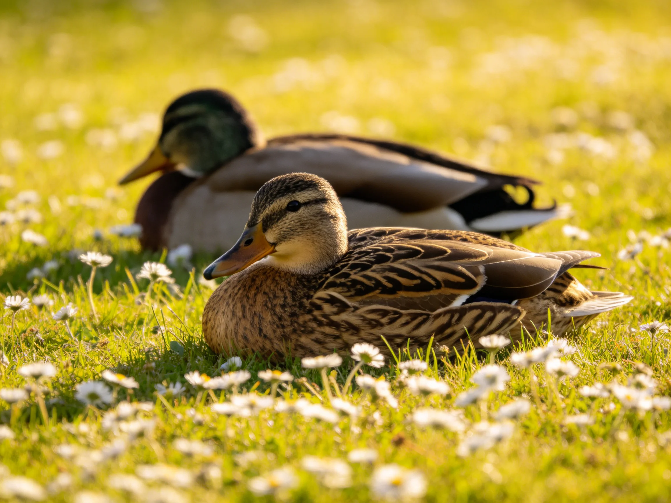 Two ducks resting on flower-speckled green grass in warm sunlight