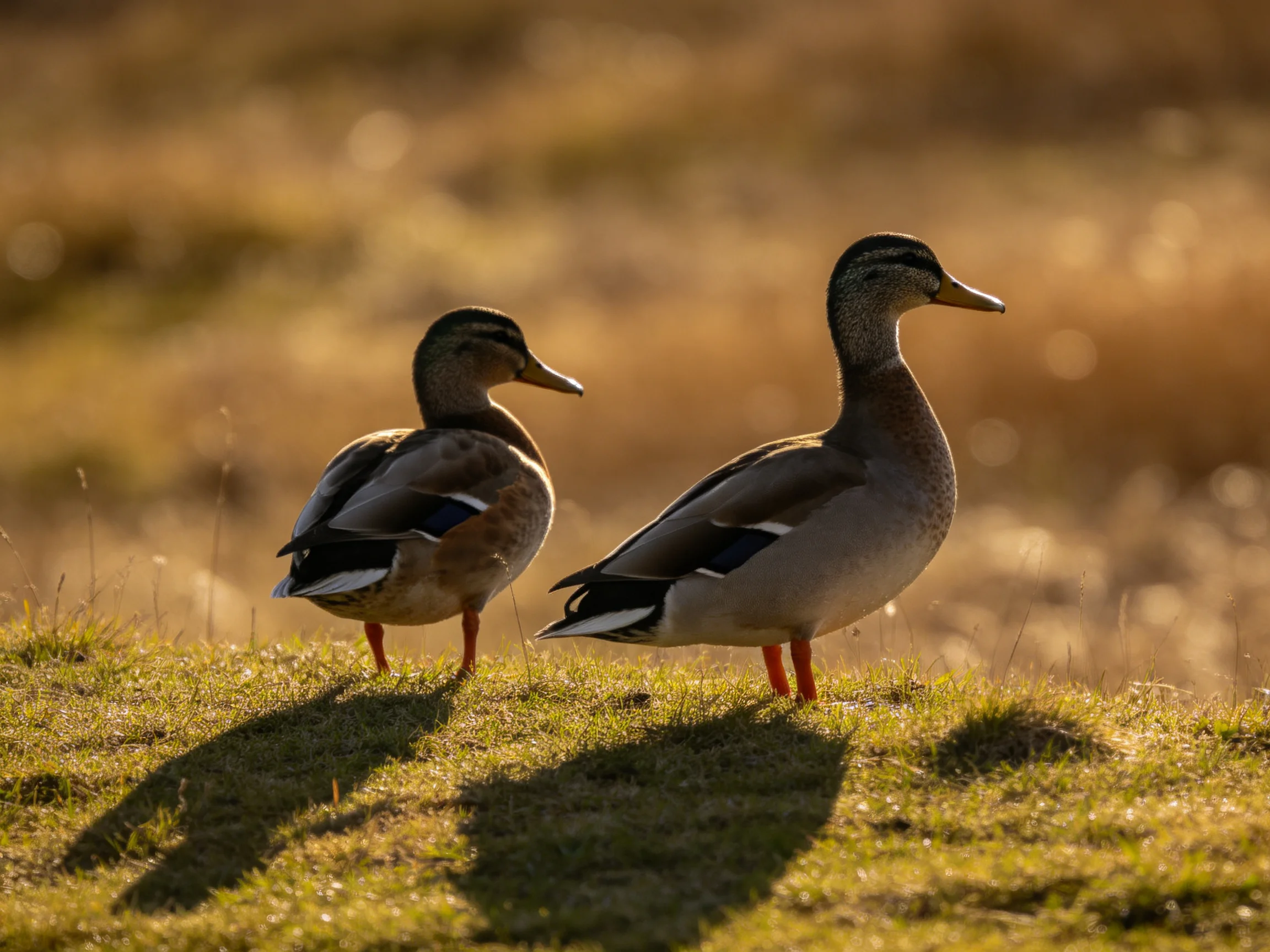 Two ducks stand on grass amid golden bokeh lighting