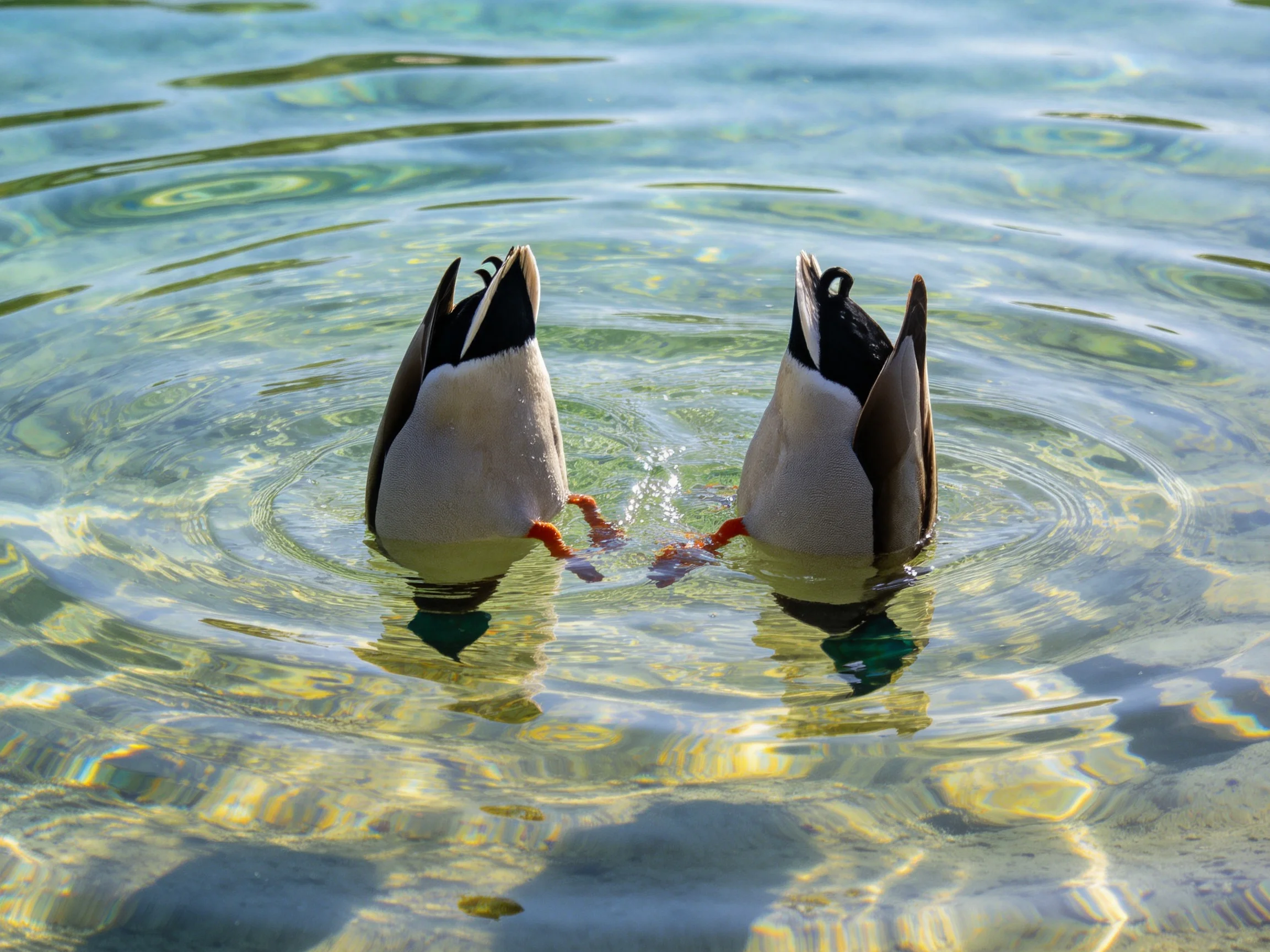 Two ducks submerging heads in clear, rippling water