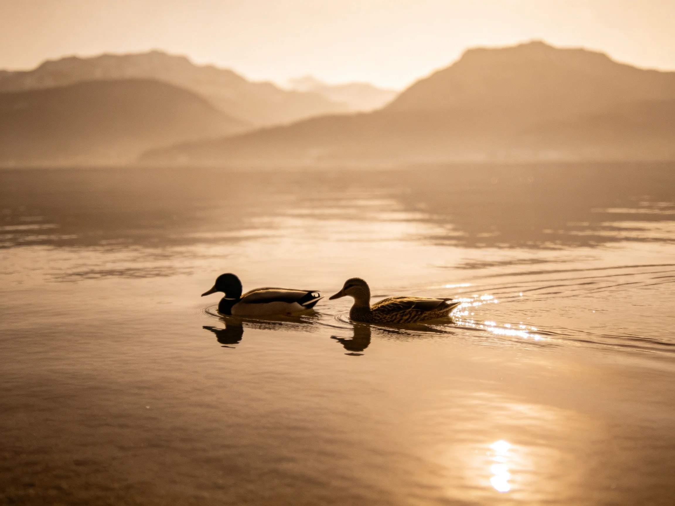 Two ducks swim in calm waters near misty mountains at golden hour