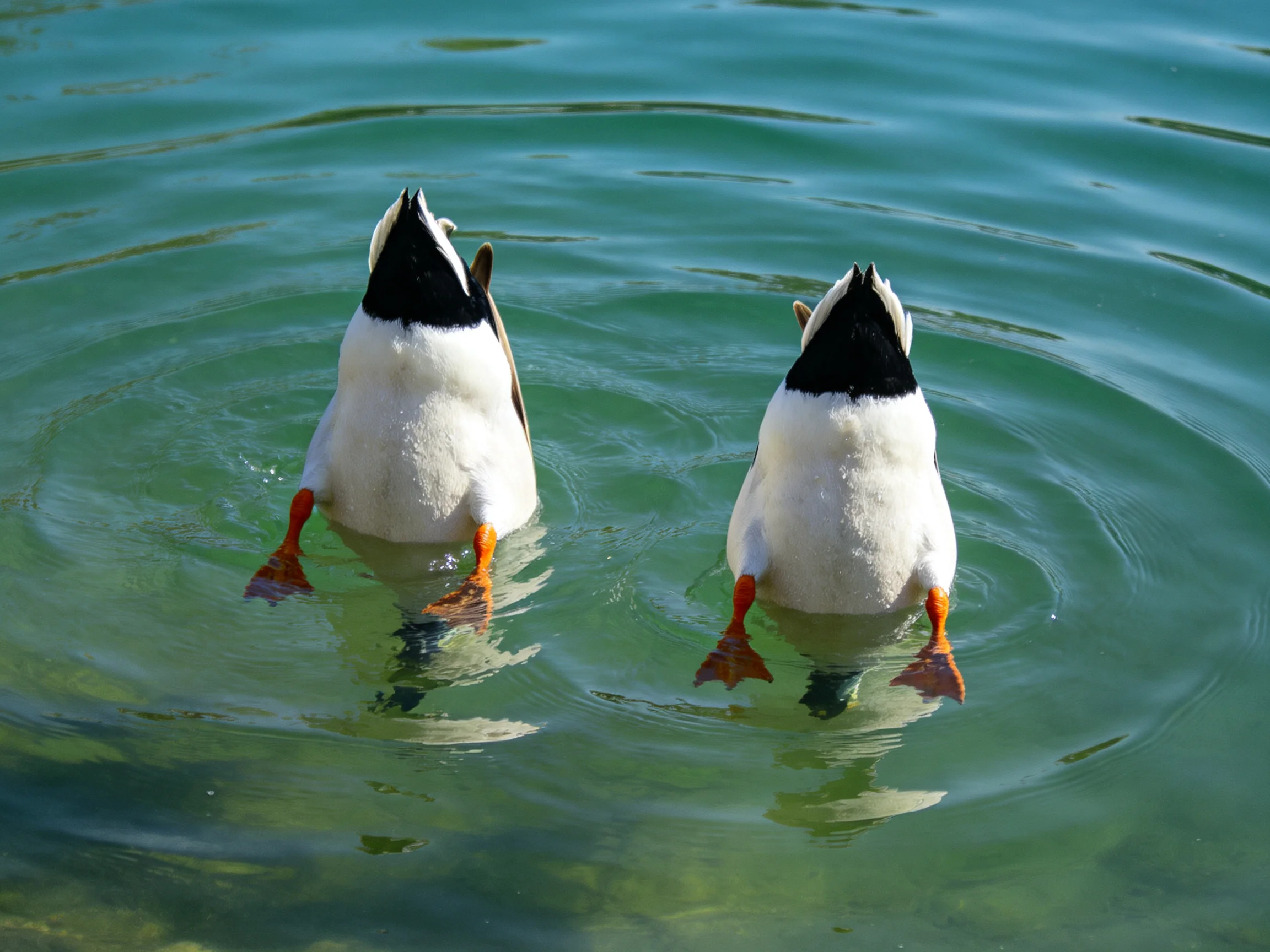 Two ducks with black and white plumage swim in clear green water