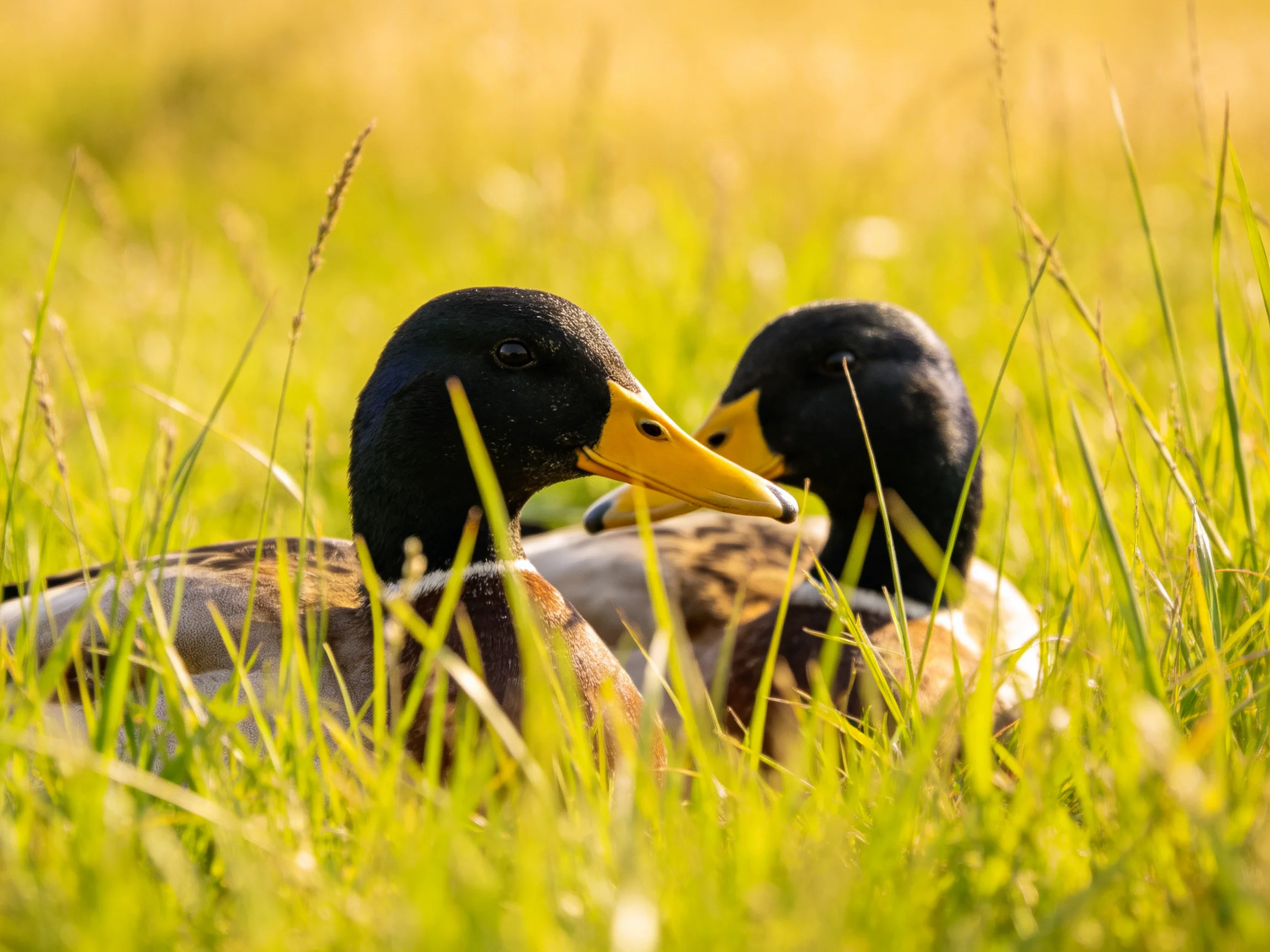 Two ducks with black heads and yellow beaks resting amid tall green grass