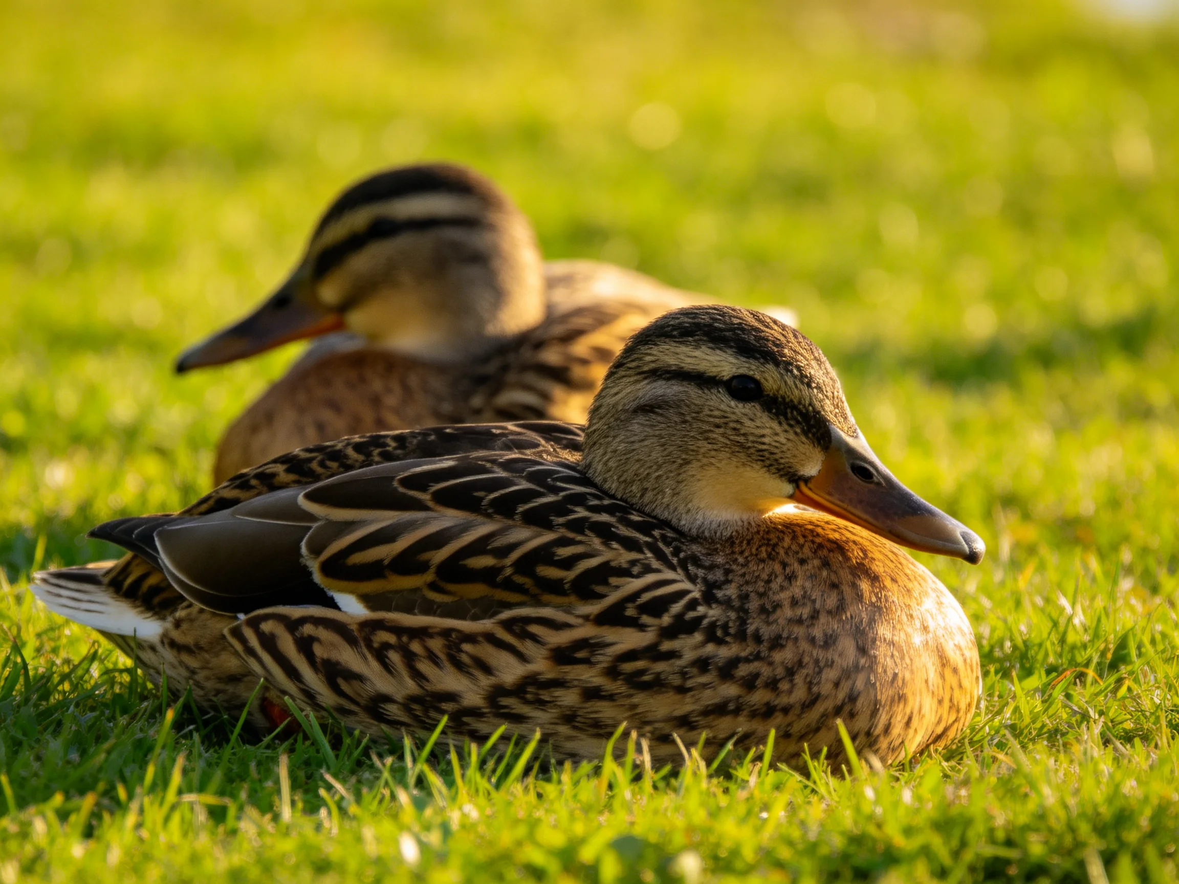 Two ducks with brown and striped plumage rest on vibrant green grass